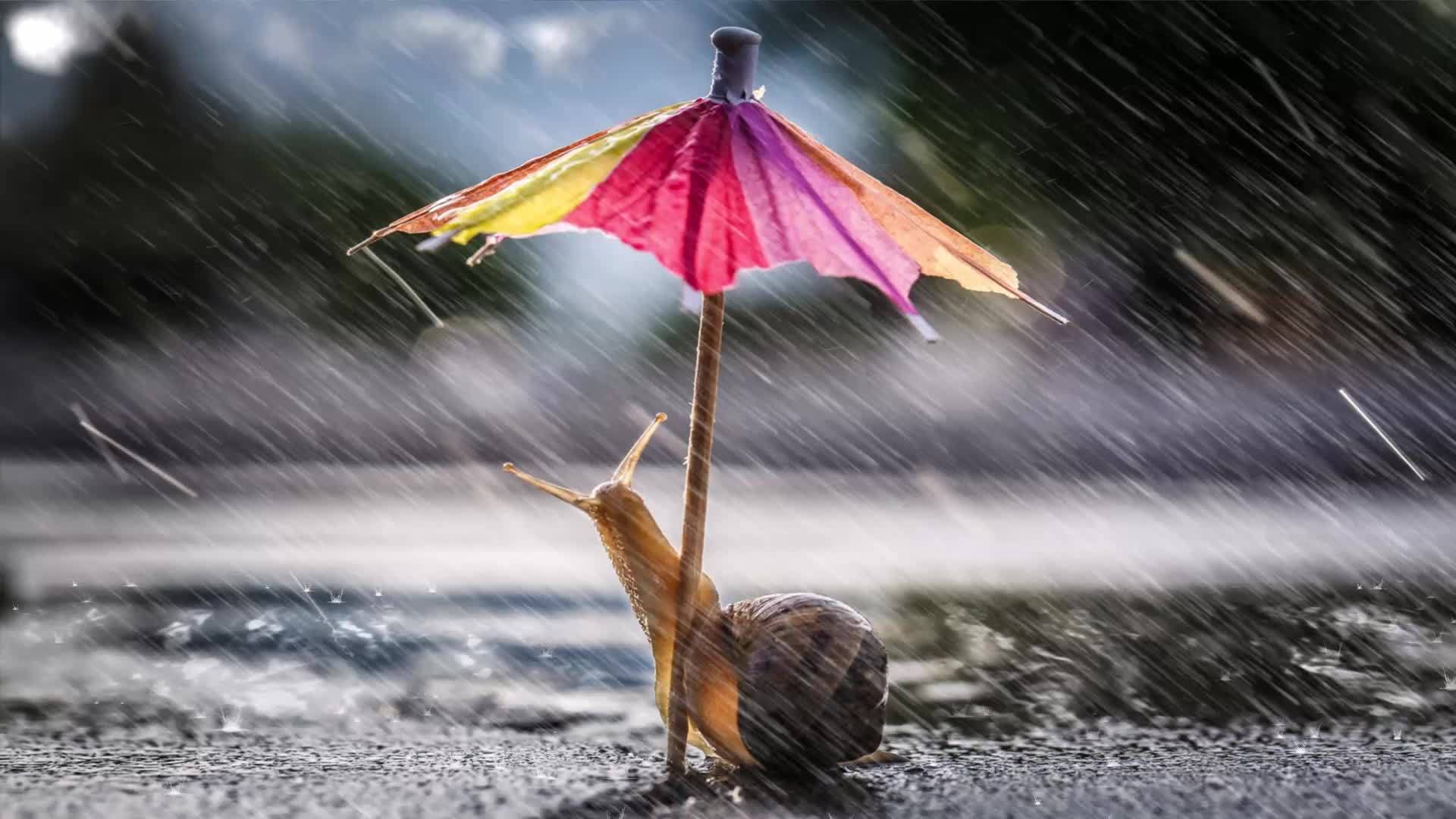 1920x1080 3D animation of a Slug with a colorful umbrella in a rainy day