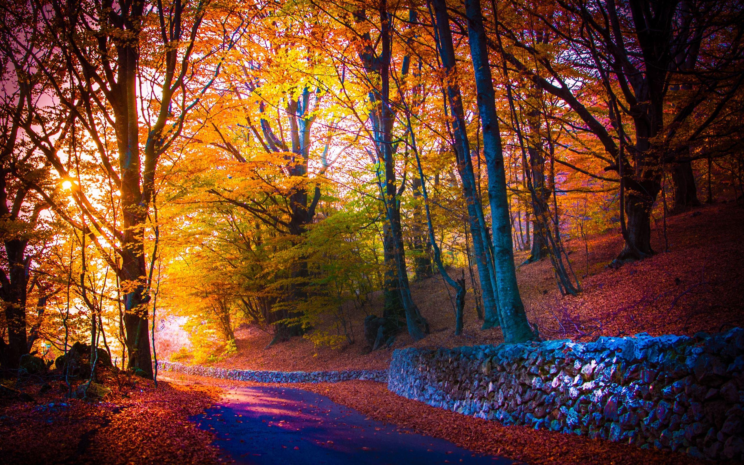 2560x1600 Beautiful autumn Mac Wallpaper Download