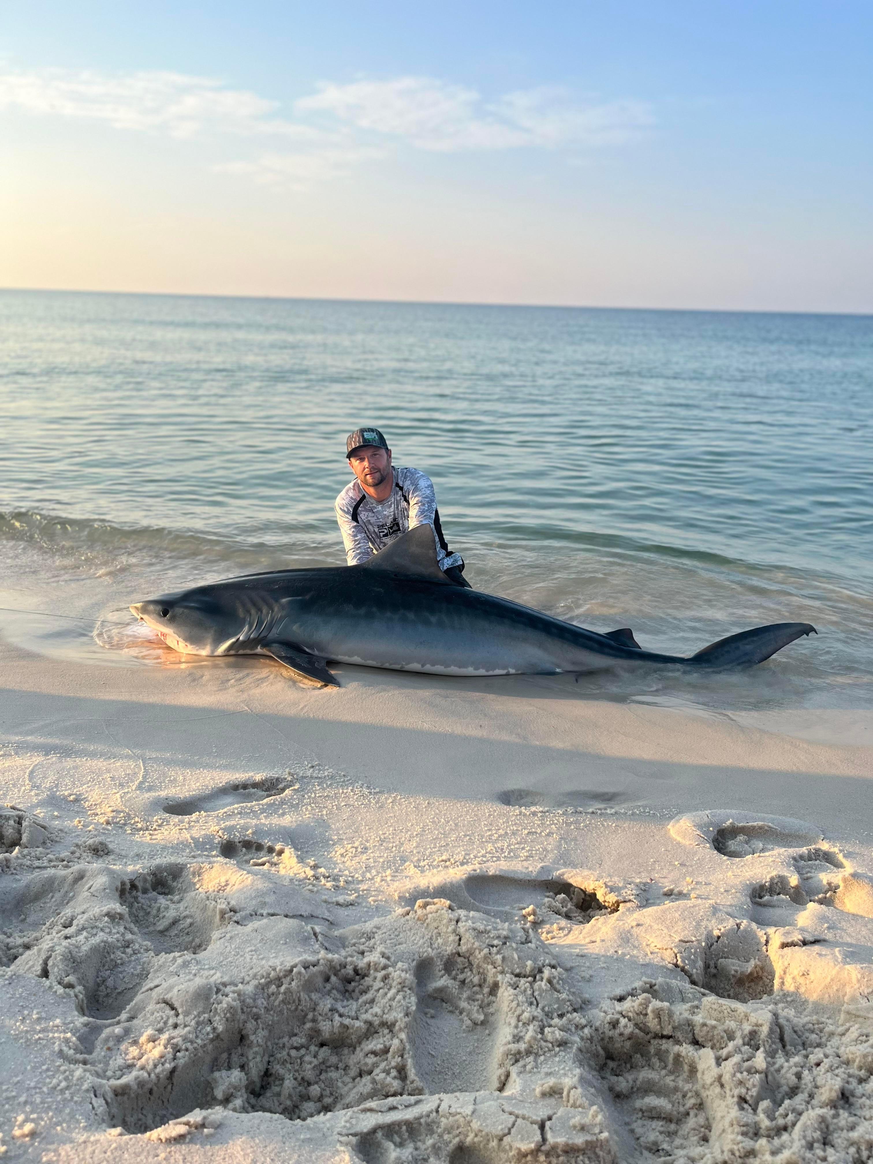 3024x4032 Tiger shark caught this morning in Orange Beach, AL
