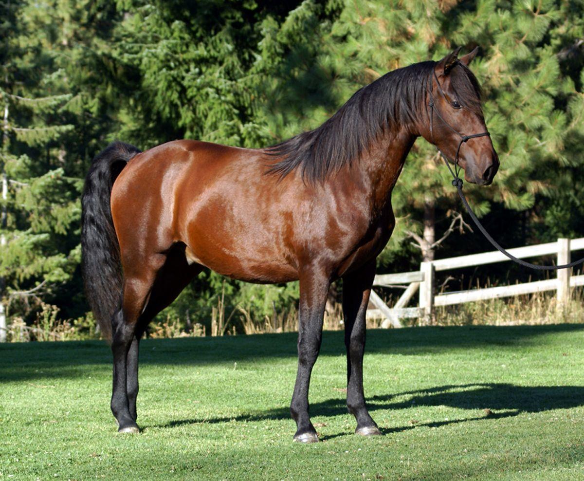 1200x988 HD Animals Wallpaper: Andalusian horses Wallpaper. Andalusian horse, Horse wallpaper, Horses