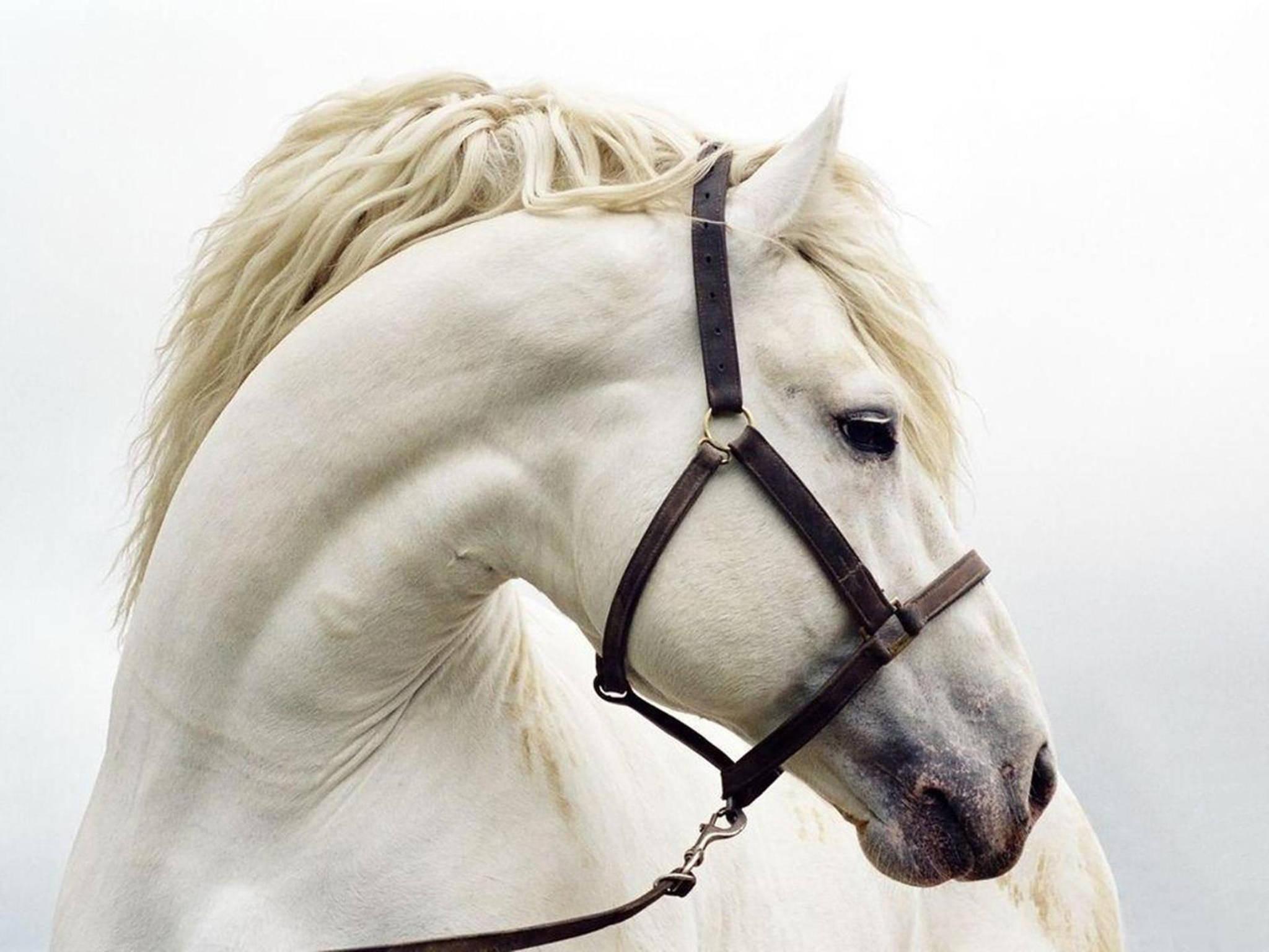 2048x1536 Download Andalusian Horse Face Wallpaper