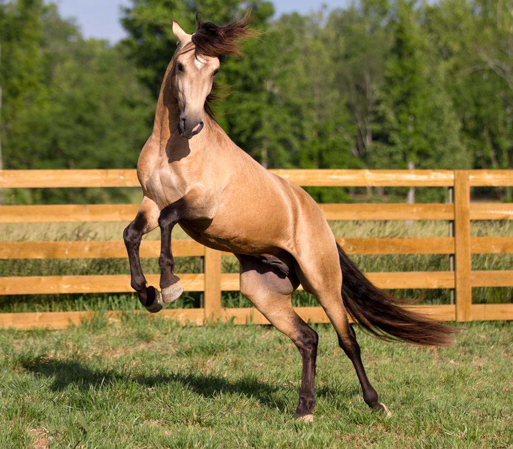 1000x875 Lusitano Horse Breed Information, History, Videos, Picture