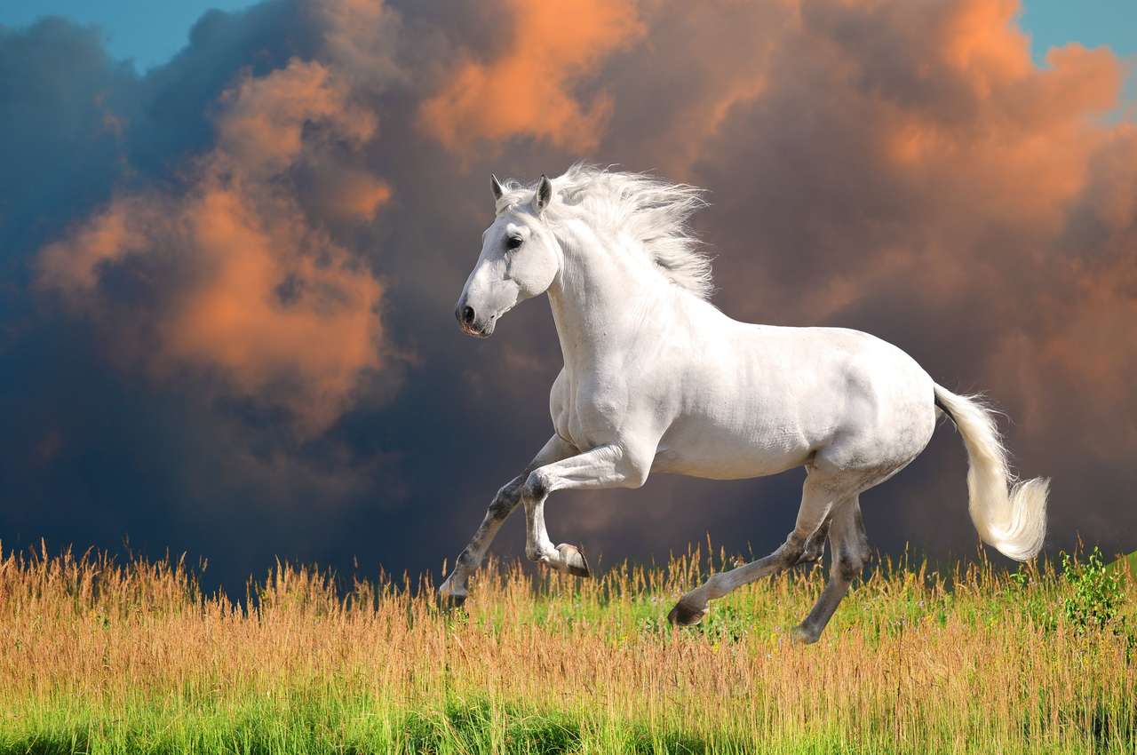 1280x850 White Andalusian horse (Pura Raza Espanola) runs gallop in summer time