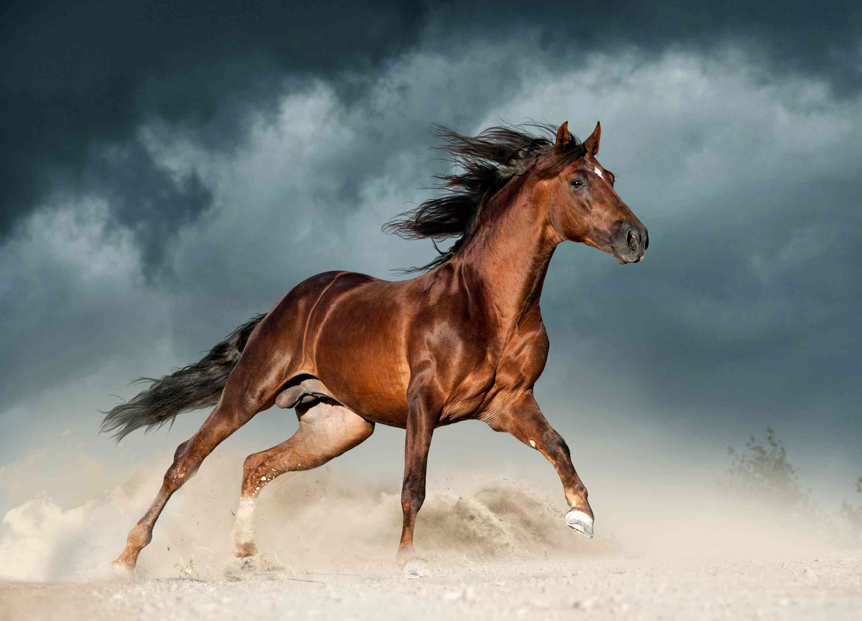 Andalusian Horse Wallpapers - Top Free Andalusian Horse Backgrounds ...