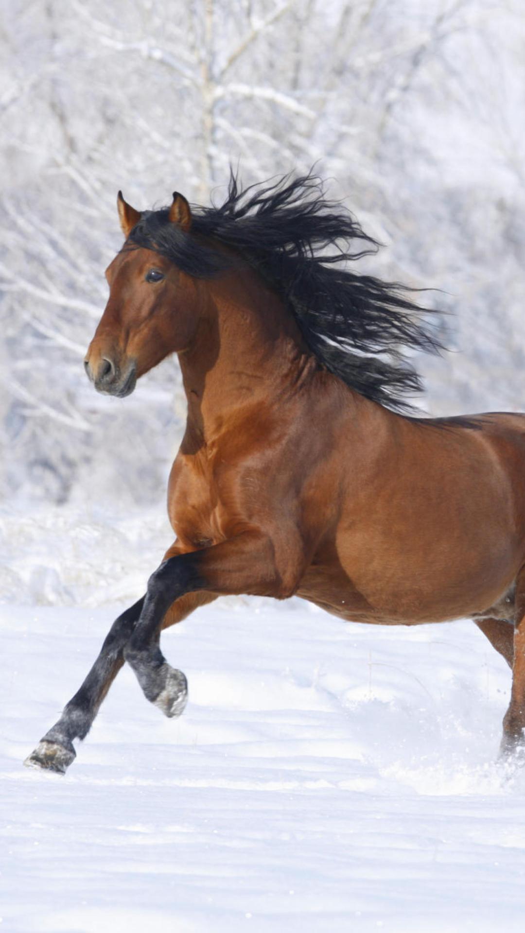 1080x1920 Bay Andalusian Horse Wallpaper for iPhone 6 Plus