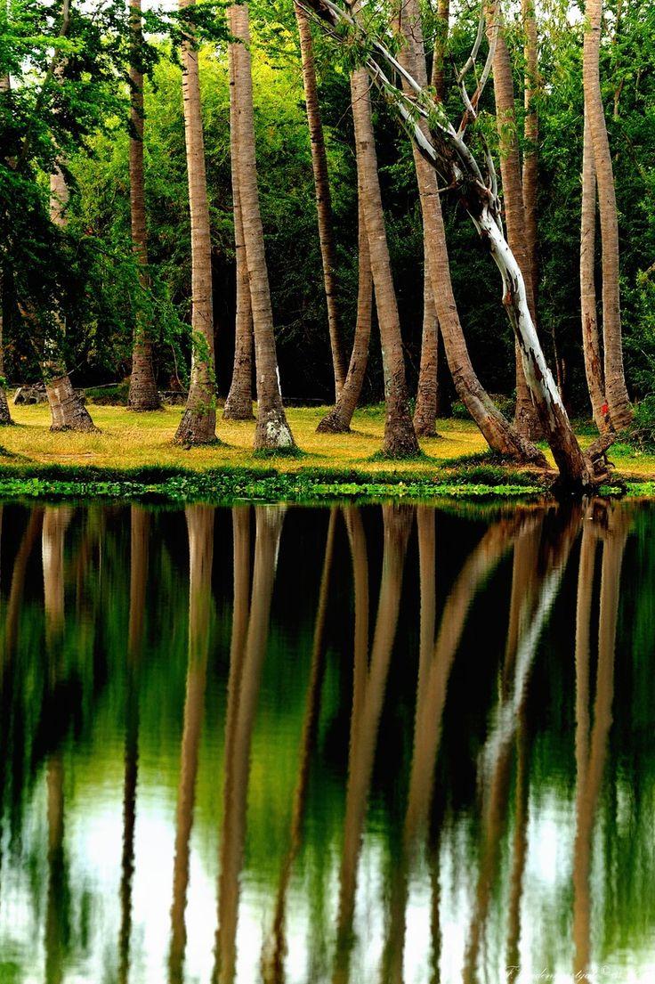 736x1105 Reflection. Nature picture, Reunion island, Beautiful nature