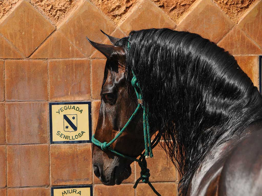 1024x768 Our Andalusians