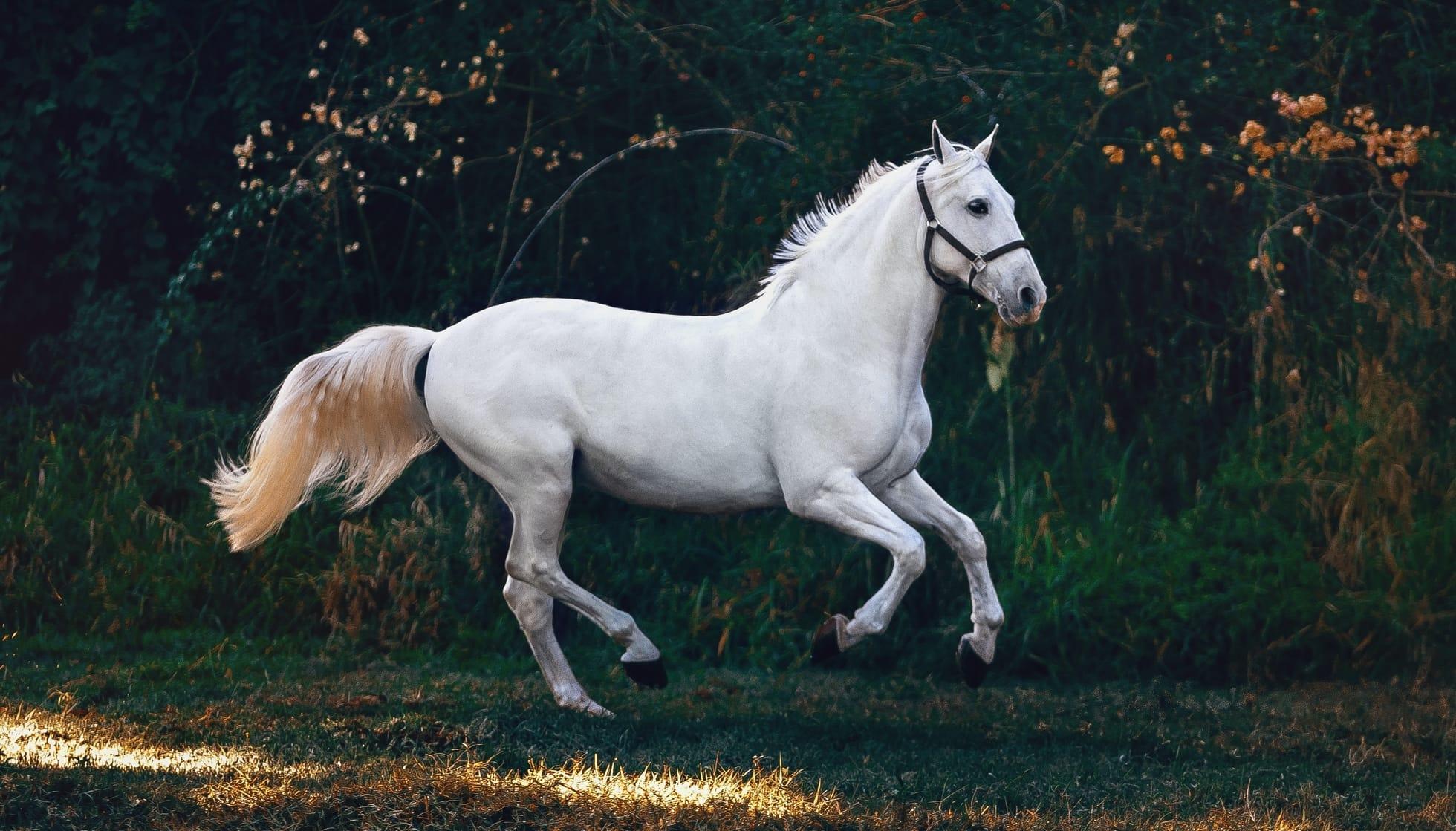 1960x1119 Fun Andalusian Horse Facts For Kids