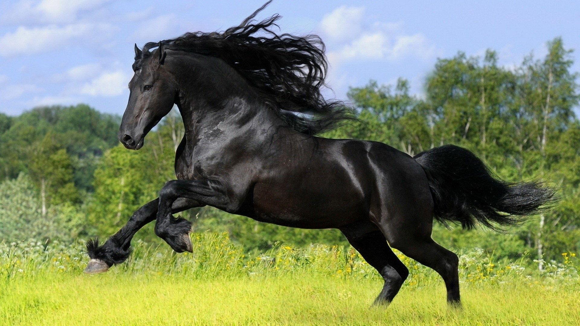 1920x1080 Black Fury Animals Beautiful Black Horses Stallion Free Download Hd Wallpaper Of Andalusian Horse