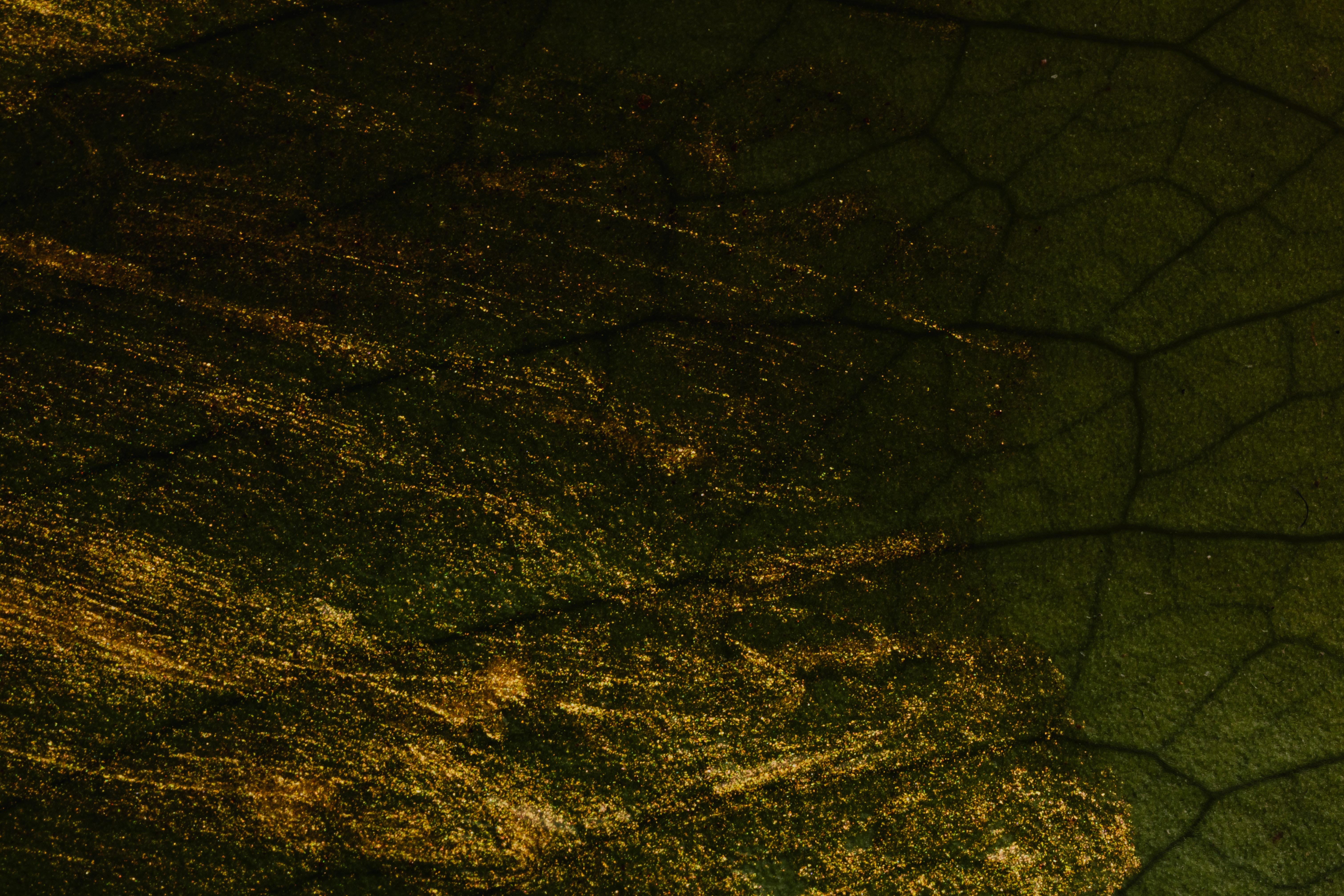 6040x4027 Black And Gold Background Photo, Download Free Black And Gold Background & HD Image