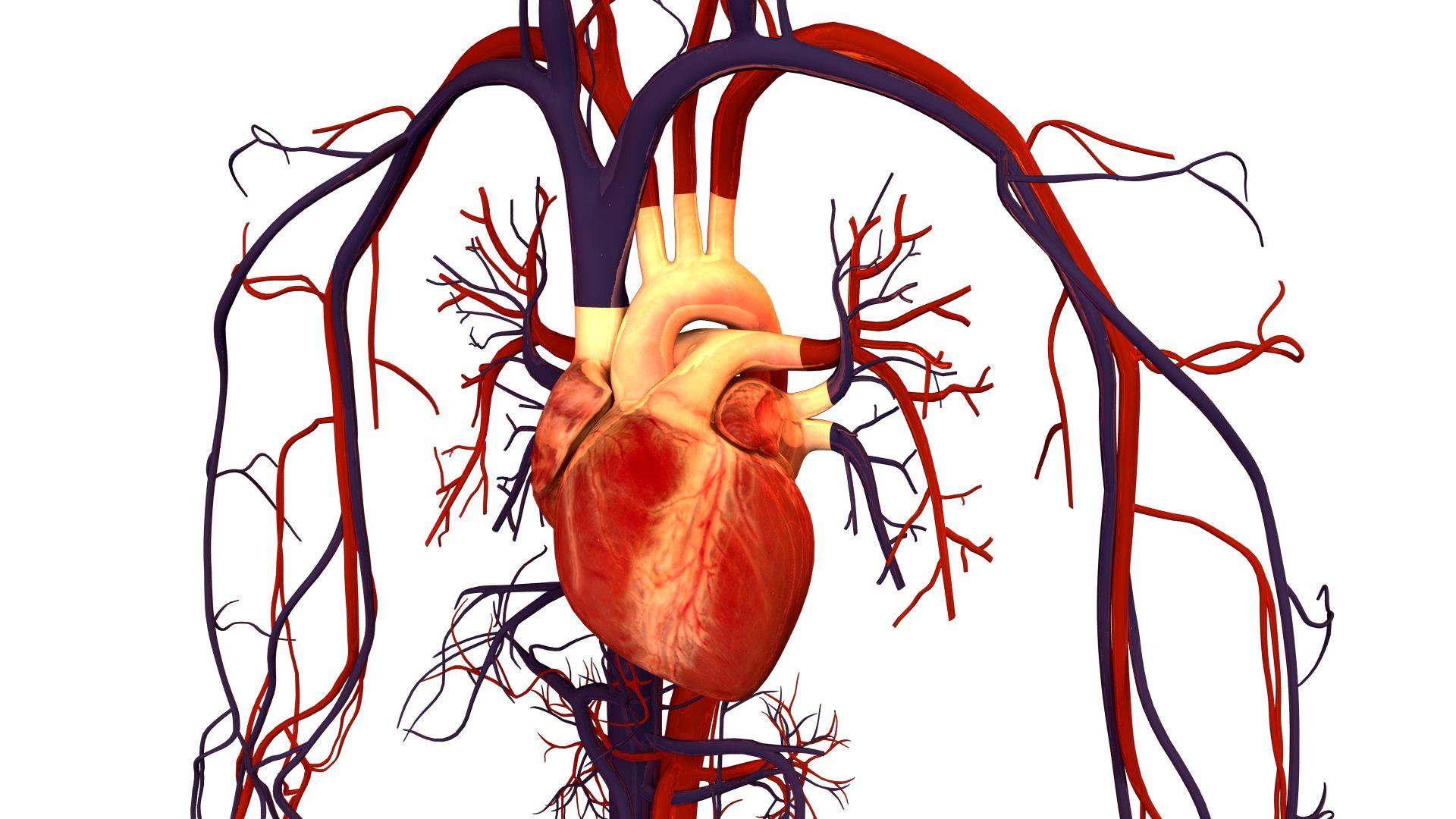 1920x1080 Human Heart Wallpaper