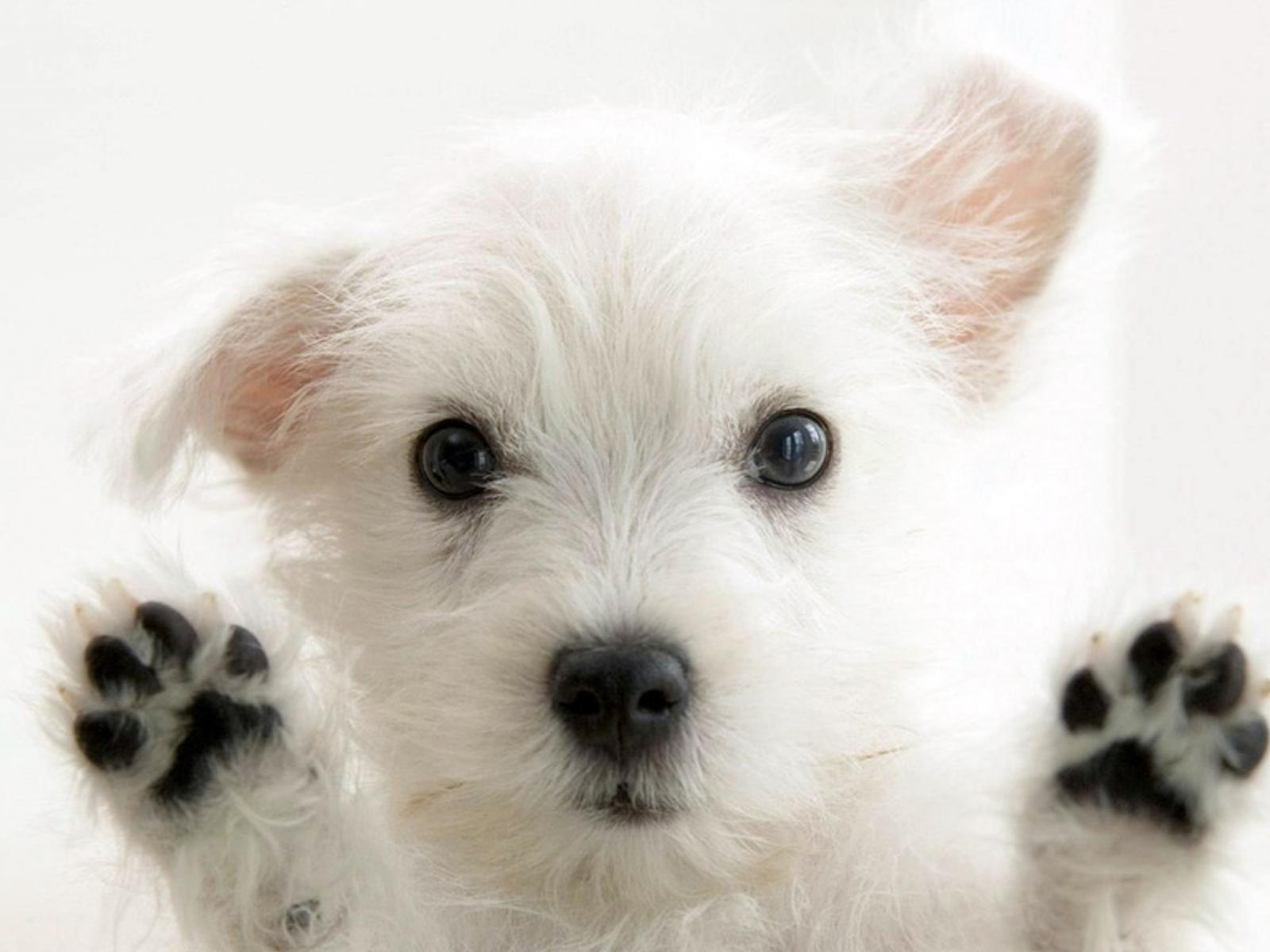1600x1200 Very sweet white puppy animal wallpaper