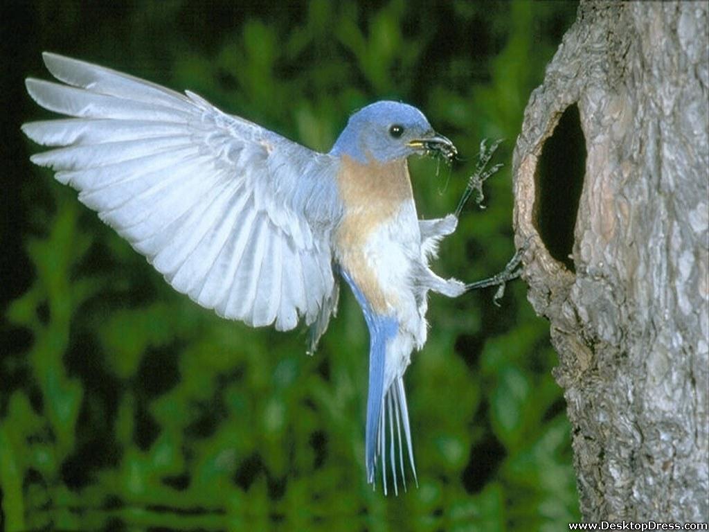 1024x768 Desktop Wallpaper Animals Background Bird Collecting Food