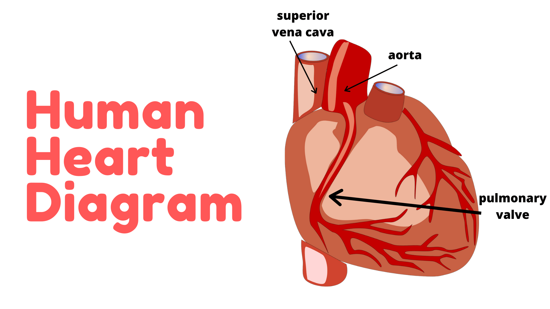 1920x1080 Parts Of The Human Heart