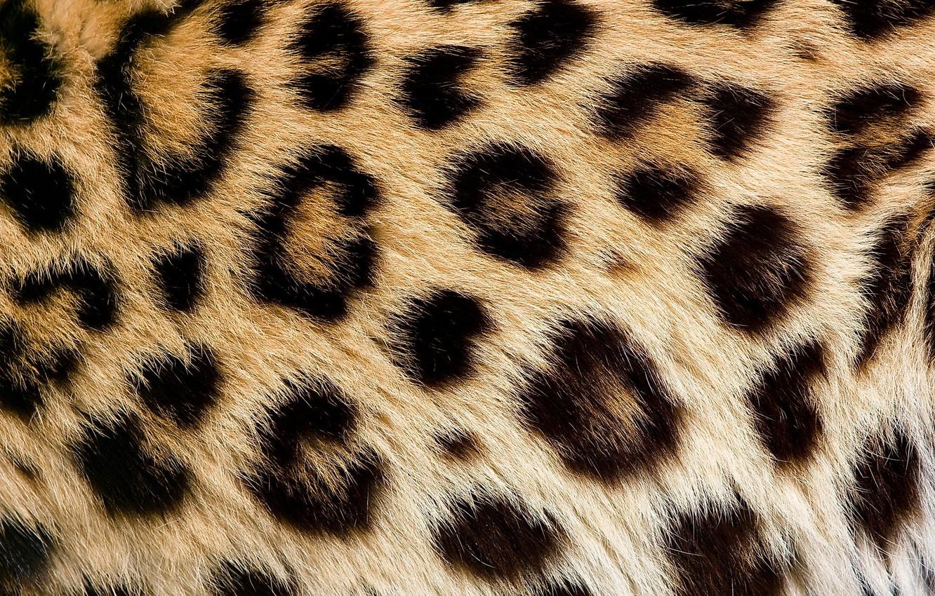 1332x850 Wallpaper texture, wool, spot, leopard, fur image for desktop, section текстуры