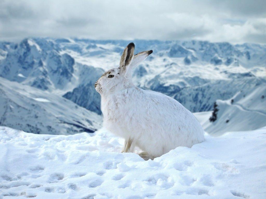 1024x768 Bunny, rabbit, animal, winter, outdoor wallpaper. Ausgestopftes tier, Hase, Schnee