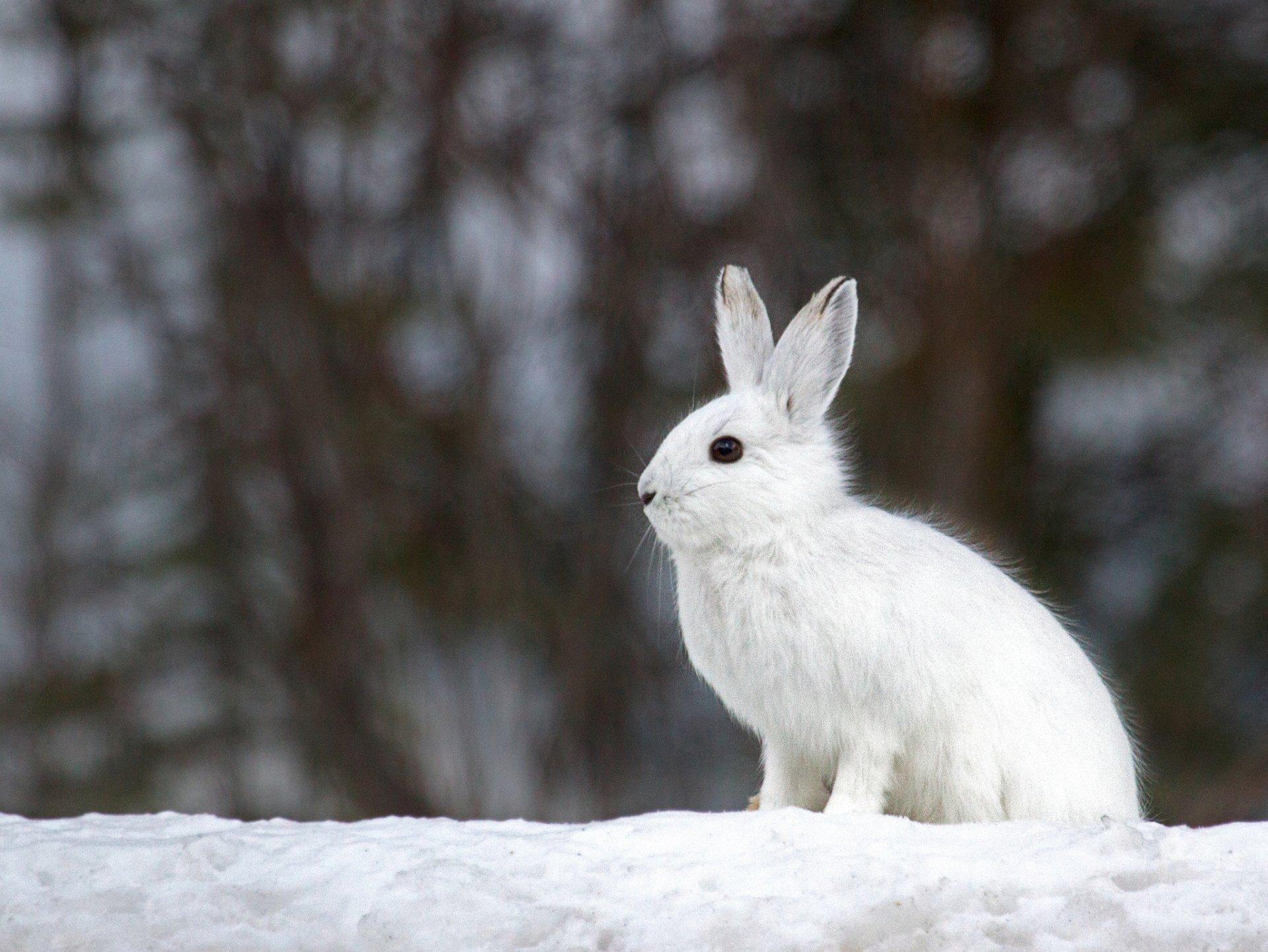 1920x1442 Arctic Hare Wallpaper