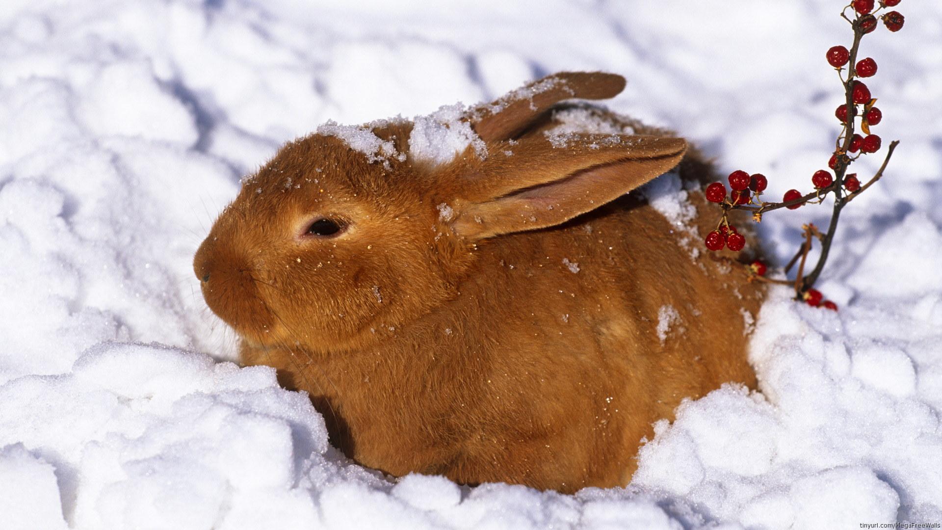 1920x1080 Bunny HD Wallpaper and Background