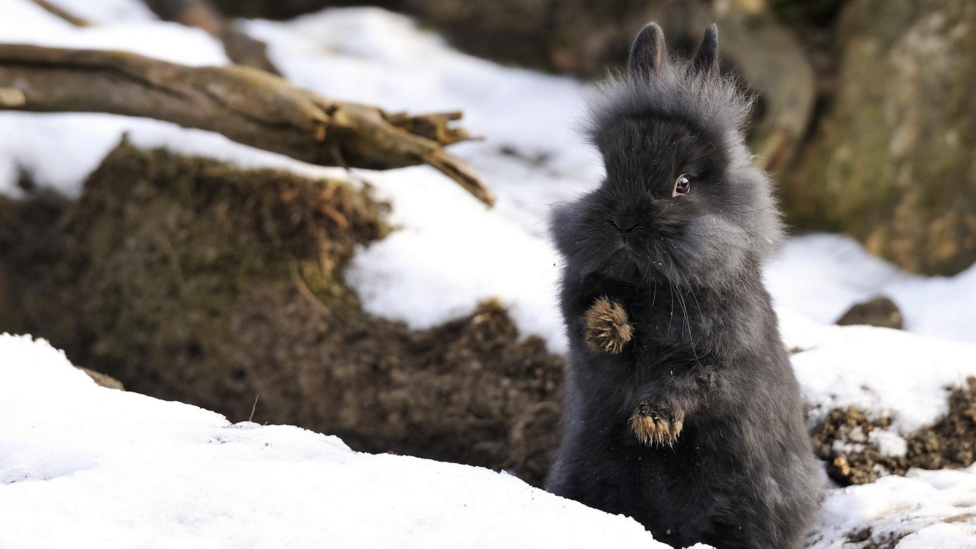 1920x1080 Wallpaper Rabbit, Fluffy, Forest, Fright, Snow
