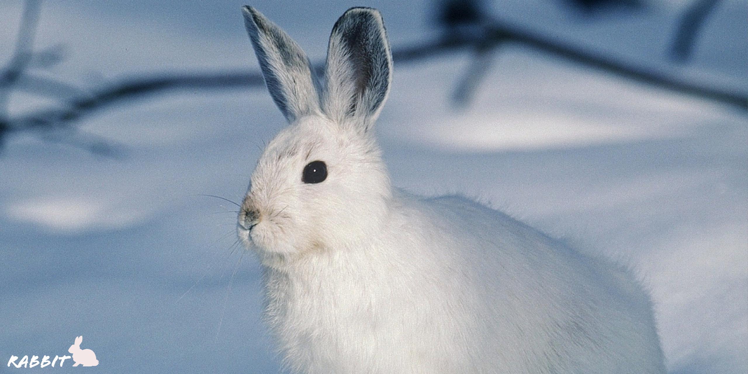 2560x1280 White Rabbit HD Wallpaper