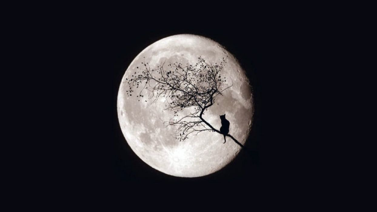 1244x700 Moon night cat tree magic sky wallpaperx1080
