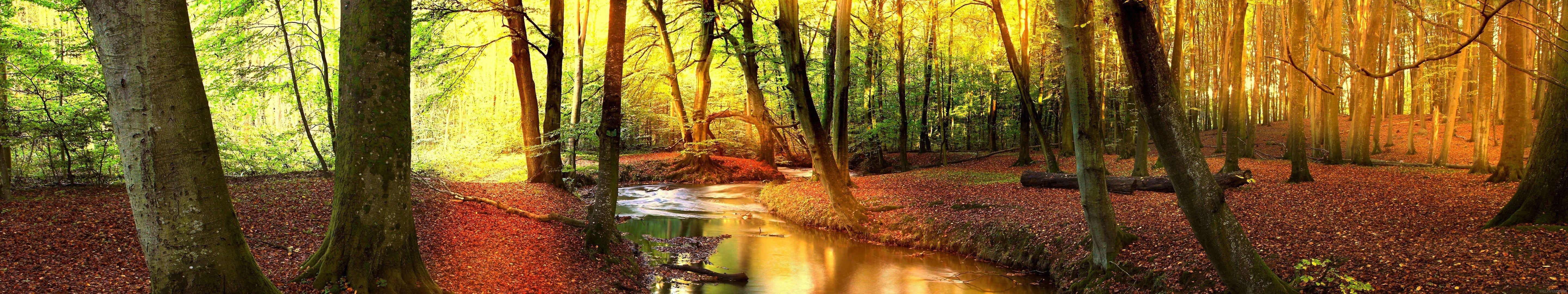 5760x1080 5760x1080 arbres, forest, foret, monitor, multi, multiple, screen, trees, triple Gallery HD Wallpaper