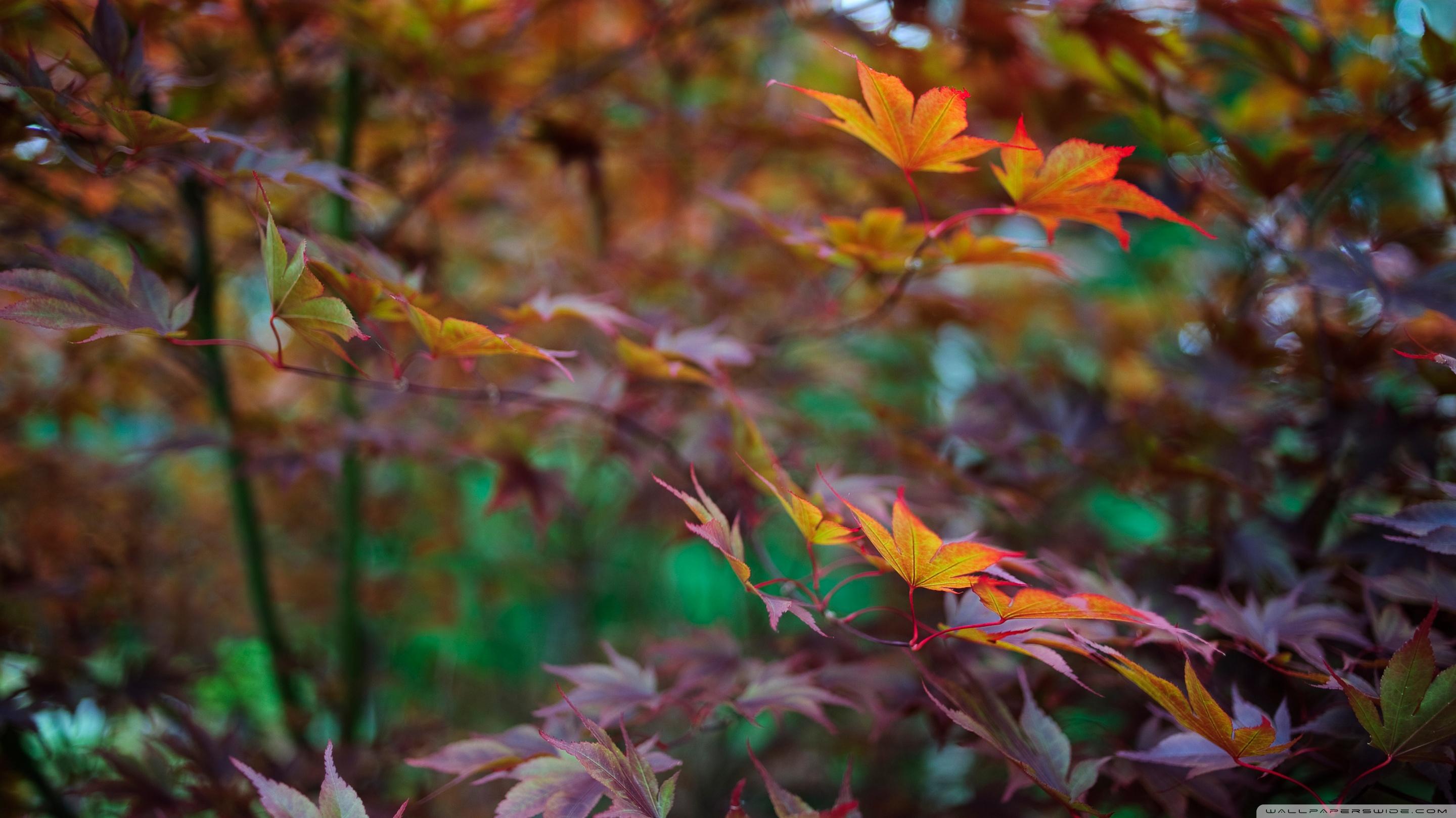 2880x1620 Late Summer Foliage Ultra HD Desktop Background Wallpaper for : Widescreen & UltraWide Desktop & Laptop : Multi Display, Dual Monitor : Tablet