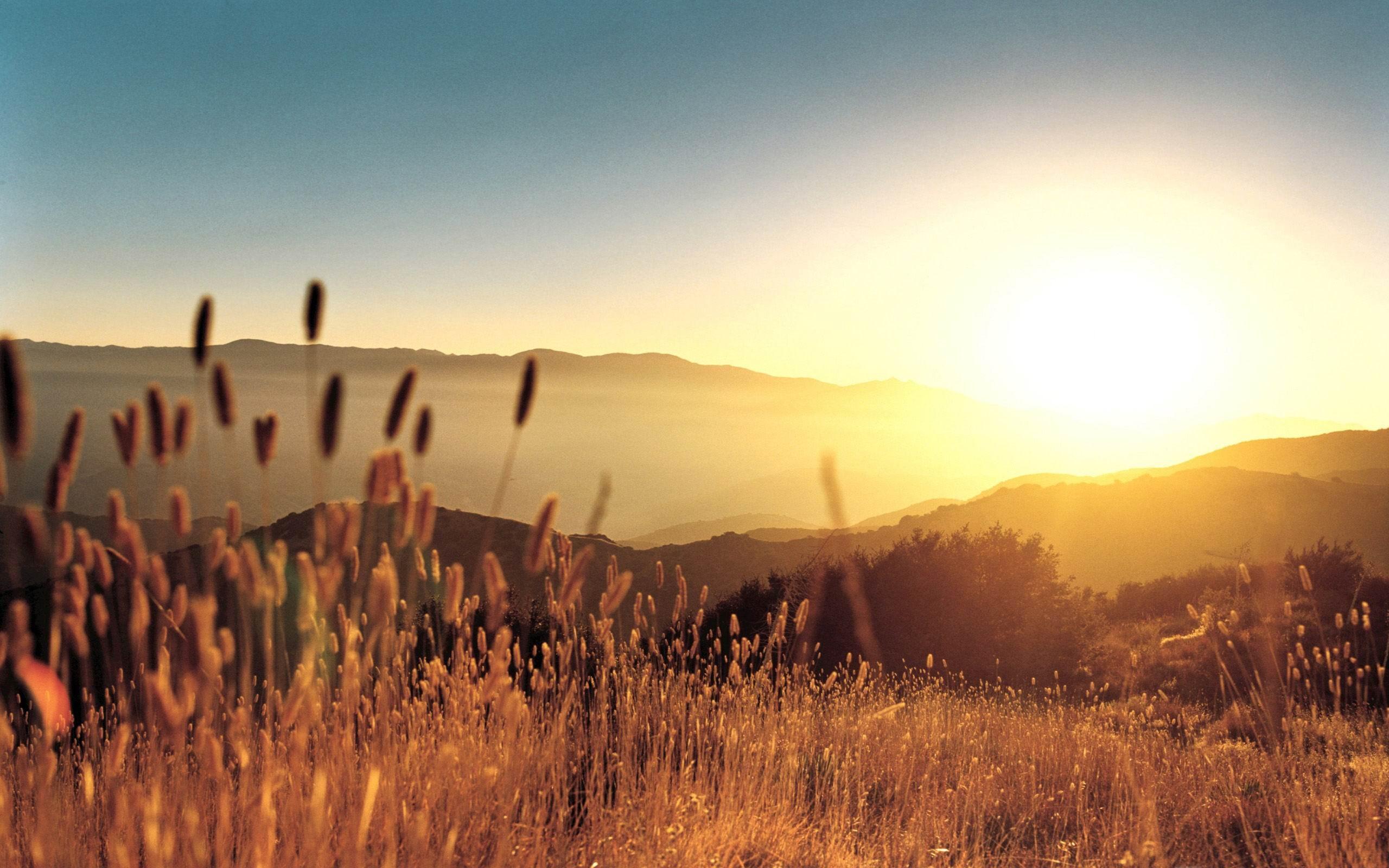 2560x1600 Late Summer Field Summer Landscape Wallpaper