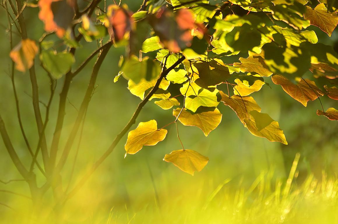 1160x768 Free download Late summer glow wallpaper ForWallpapercom [1160x768] for your Desktop, Mobile & Tablet. Explore Late Spring Wallpaper. Free Spring Desktop Wallpaper, Spring 3D Wallpaper Desktop, Happy Spring Wallpaper