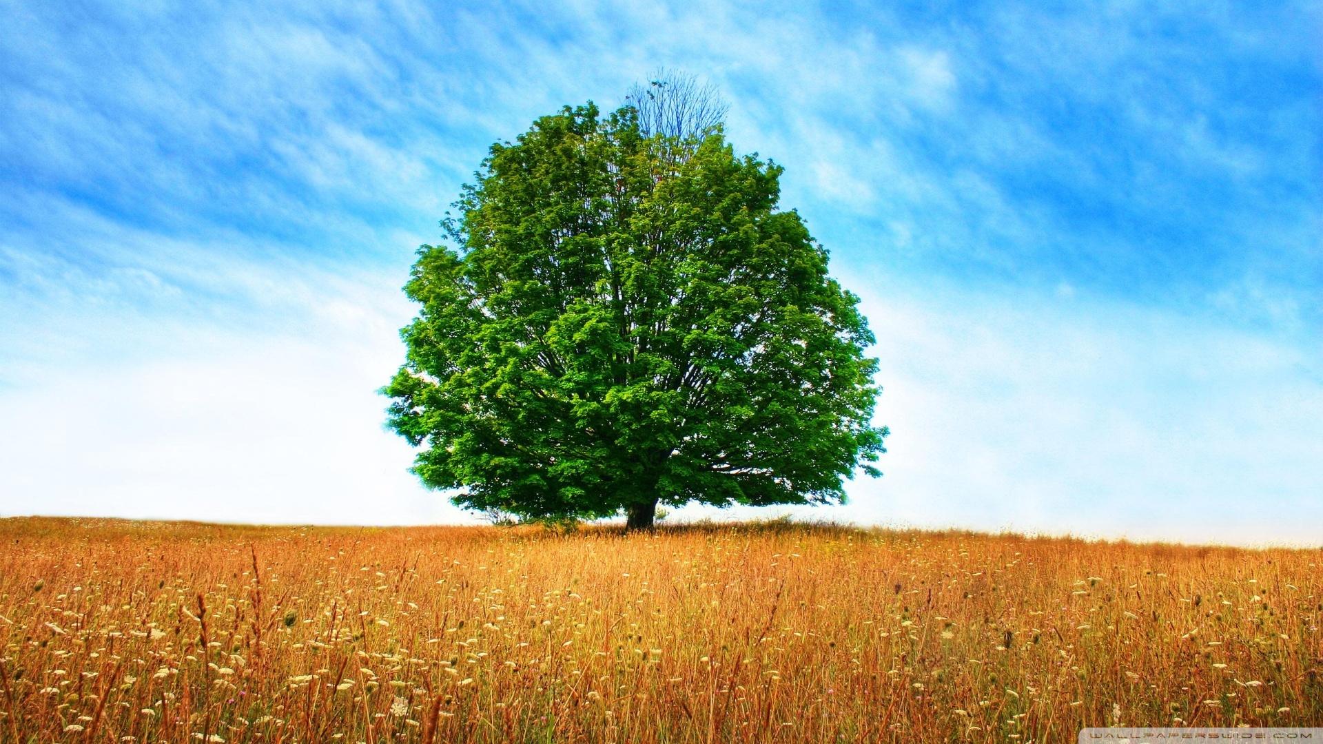 1920x1080 Late Summer Ultra HD Desktop Background Wallpaper for 4K UHD TV : Widescreen & UltraWide Desktop & Laptop