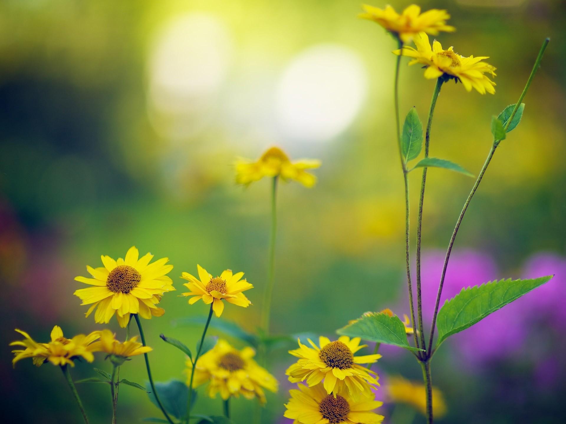 1920x1440 Late Summer Themes