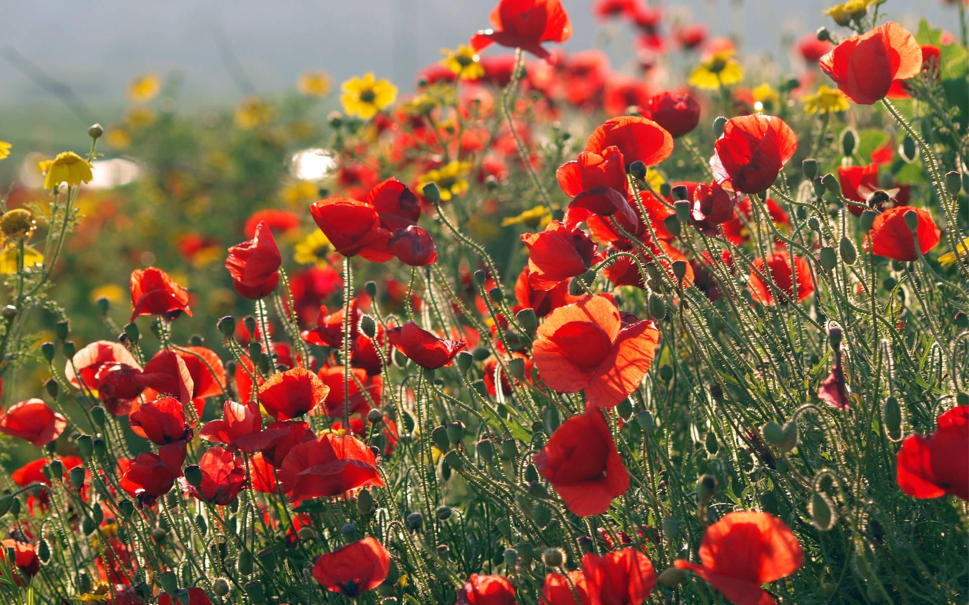 1920x1200 Download Maki Flowers In Summer Wallpaper