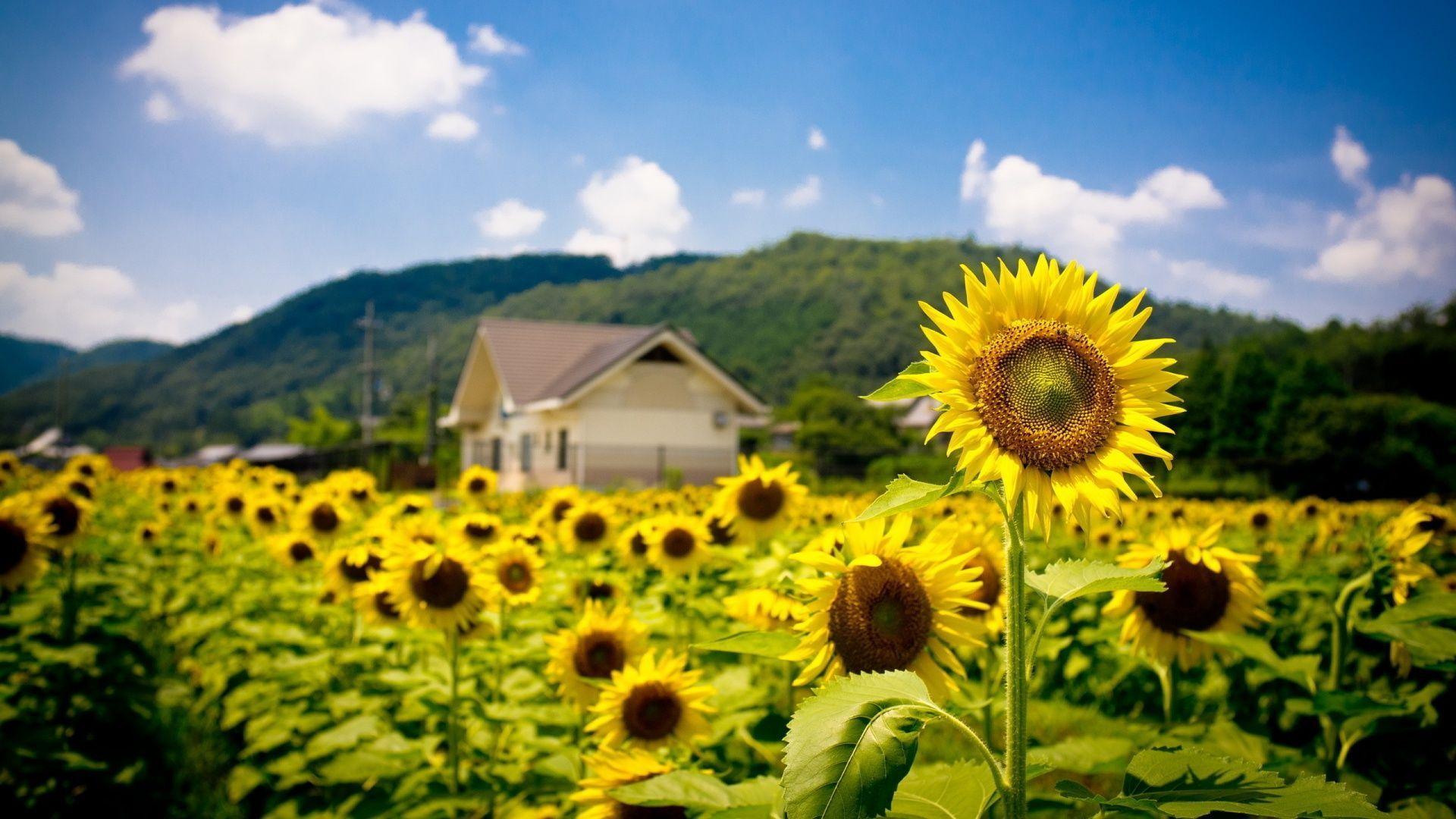 1920x1080 Summer Wallpaper 1920x1080