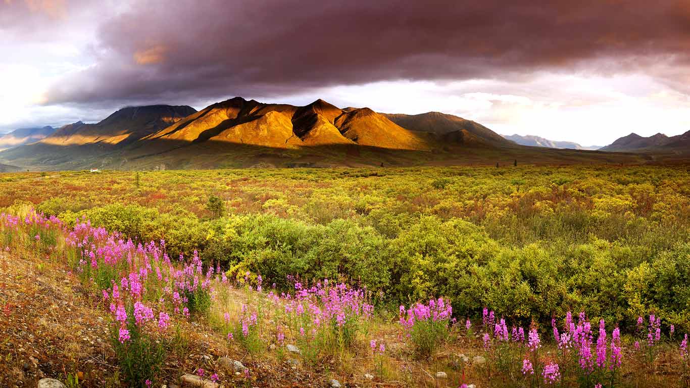 1366x768 Dawn, fireweed and the Cloudy Range in the Ogilvie Mountains in late summer in Tombstone Territorial Park, Yukon, Canada