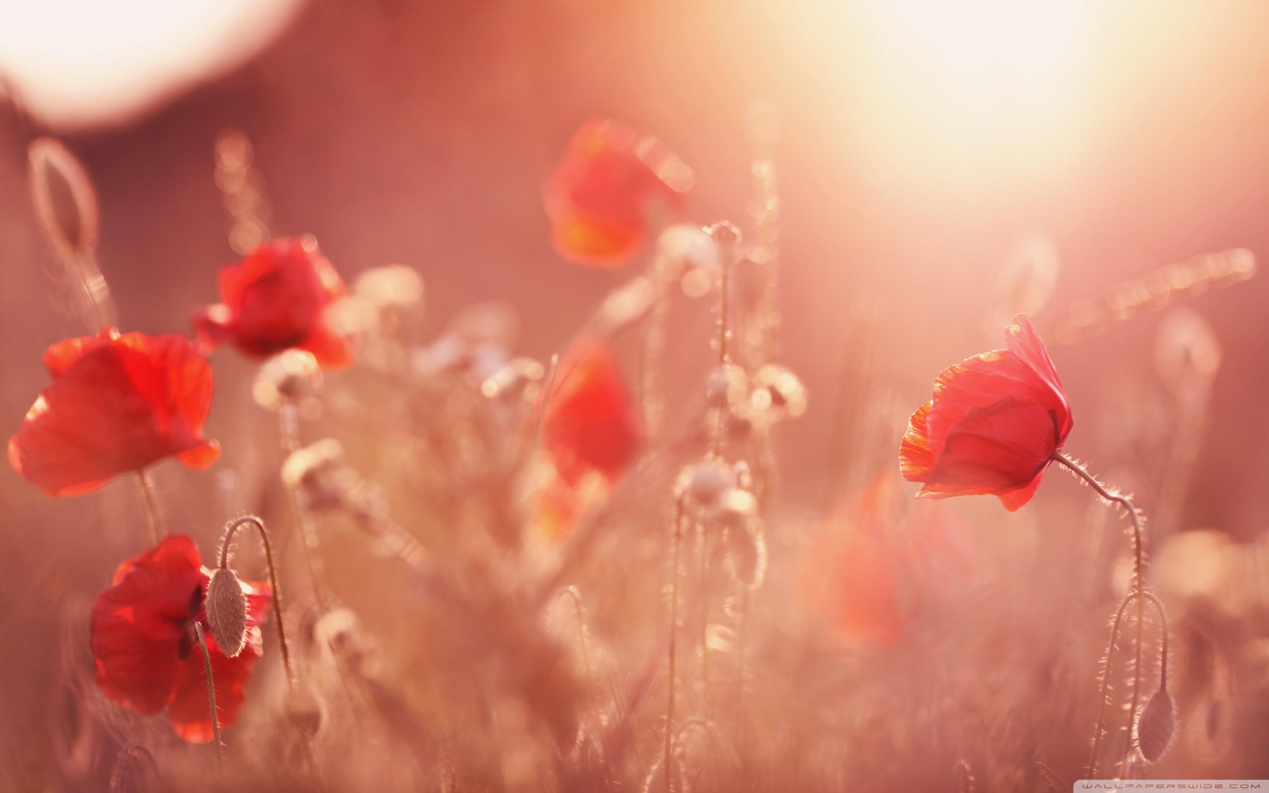 2560x1600 Late Summer Poppies Ultra HD Desktop Background Wallpaper for 4K UHD TV : Multi Display, Dual Monitor : Tablet