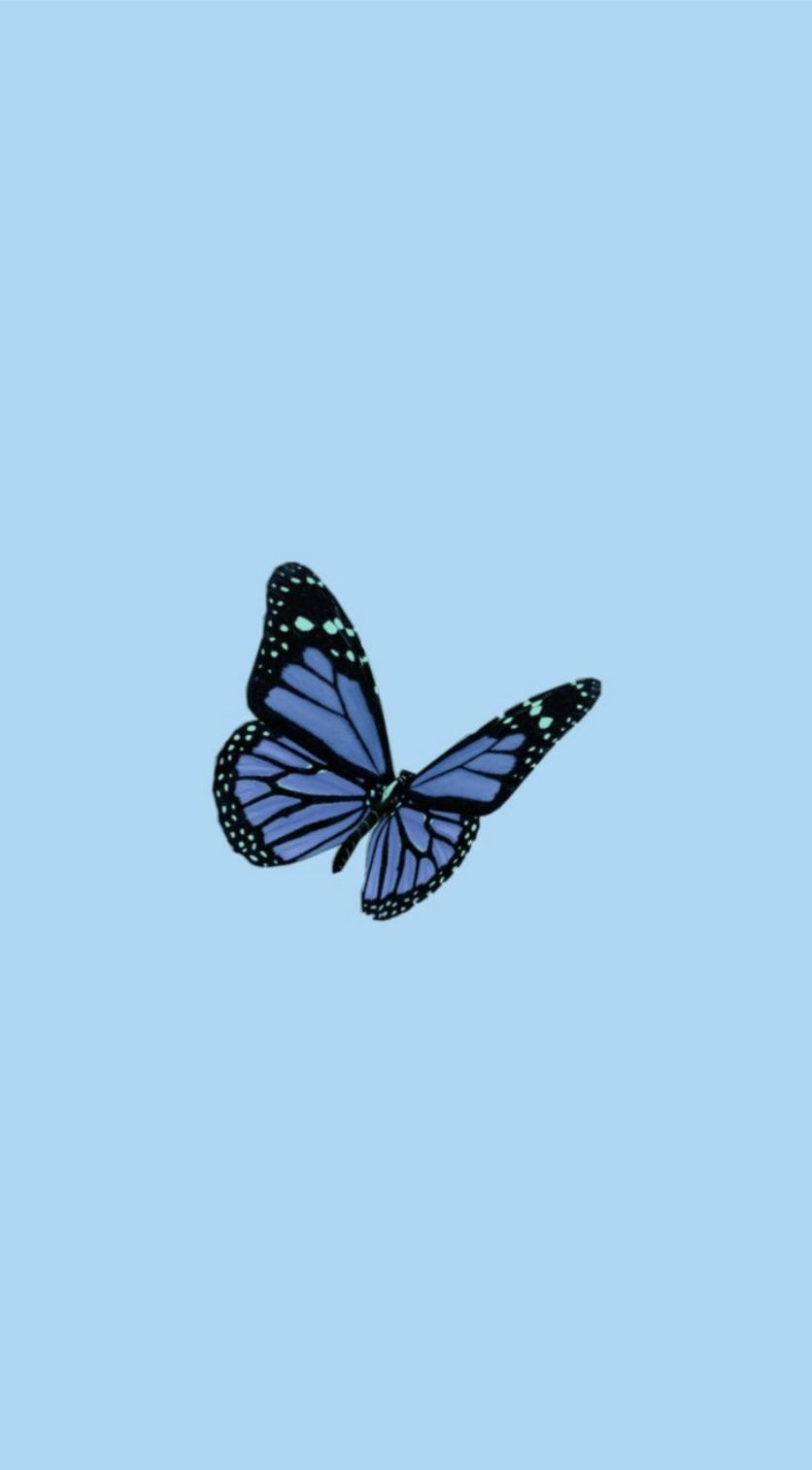 836x1514 Cute Baby Butterfly Wallpaper & Background Beautiful Best Available For Download Cute Baby Butterfly Photo Free On Zicxa.com Image