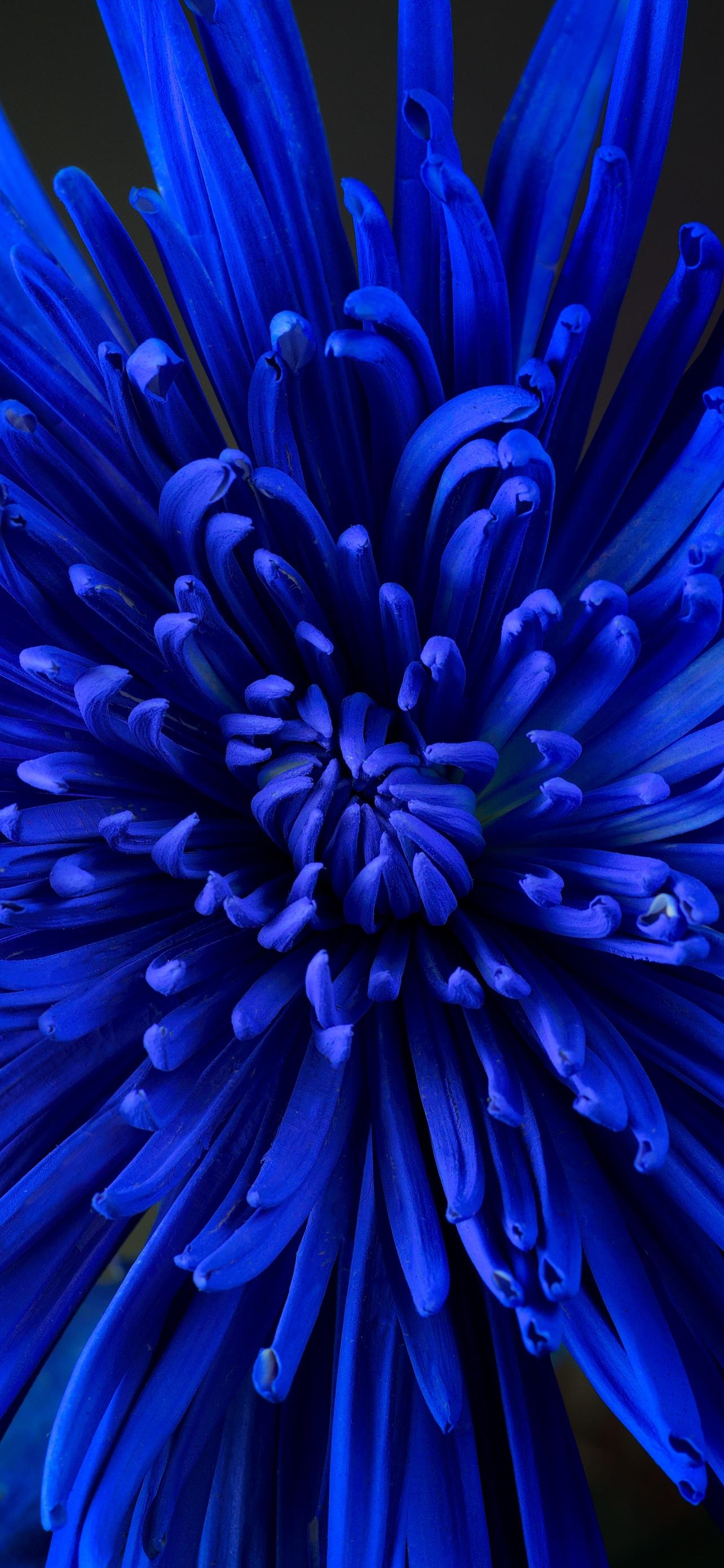 Pretty Blue Flower Wallpapers Top Free Pretty Blue Flower Backgrounds
