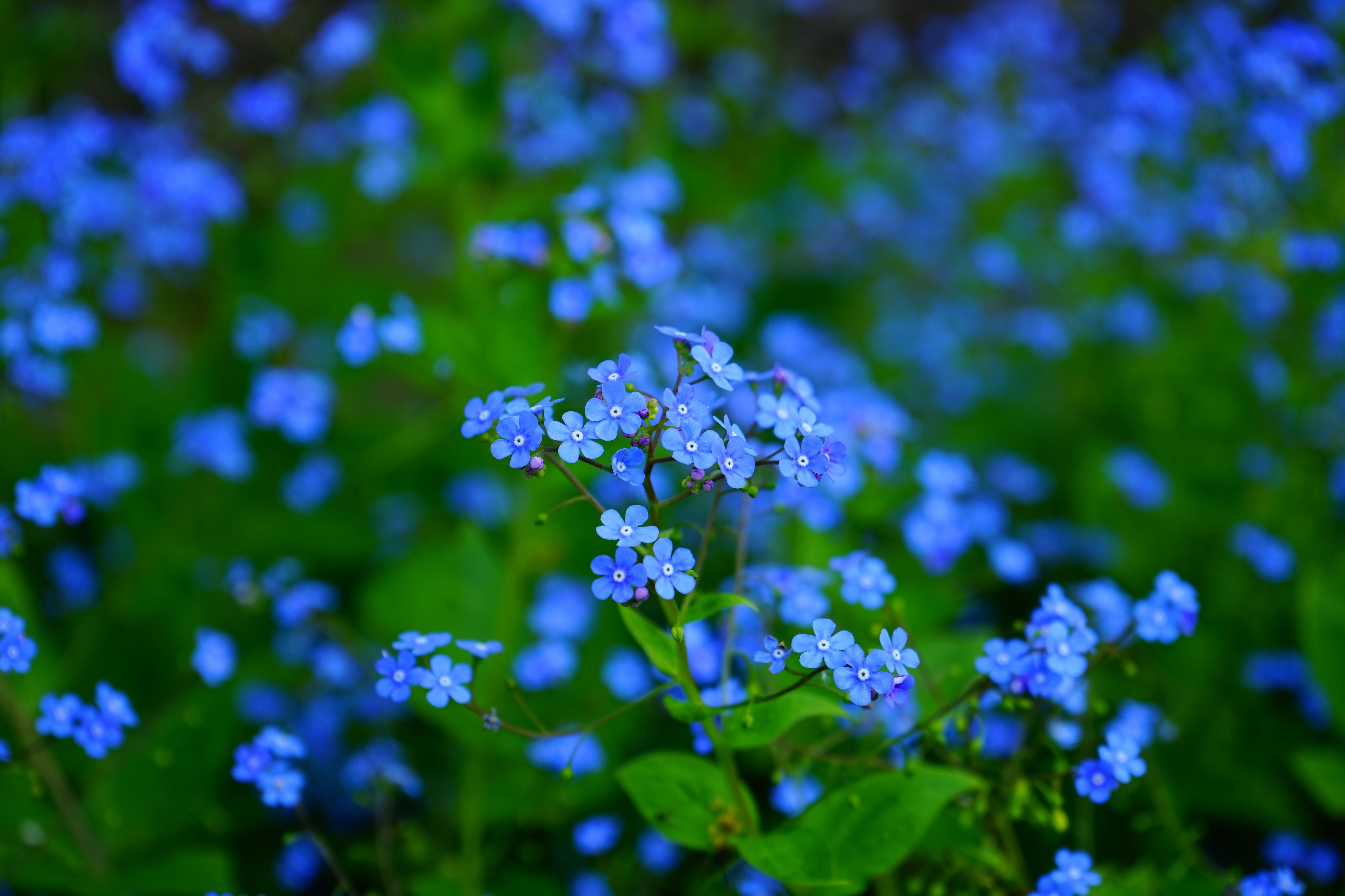 Pretty Blue Flower Wallpapers Top Free Pretty Blue Flower Backgrounds