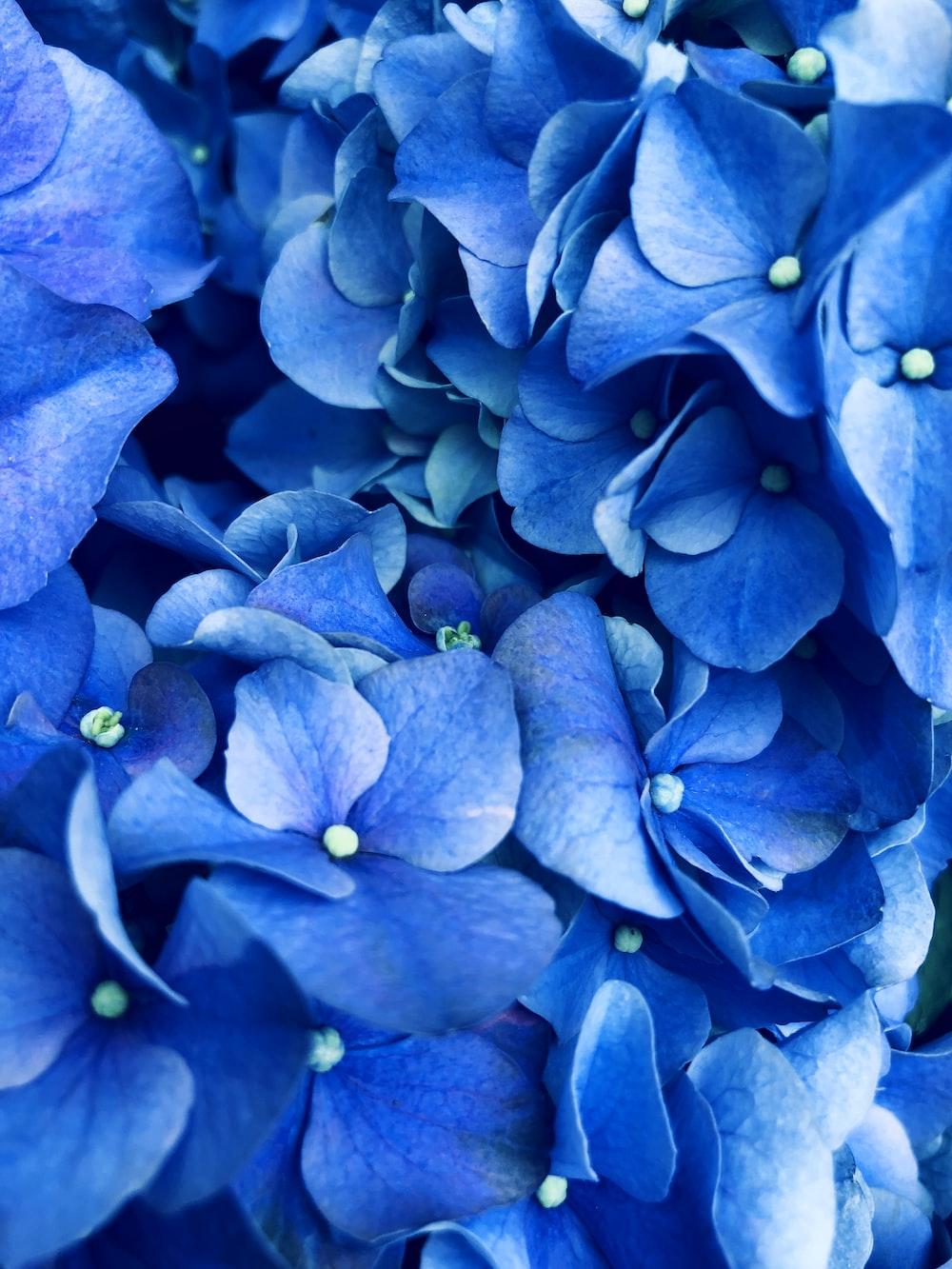 Pretty Blue Flower Wallpapers Top Free Pretty Blue Flower Backgrounds