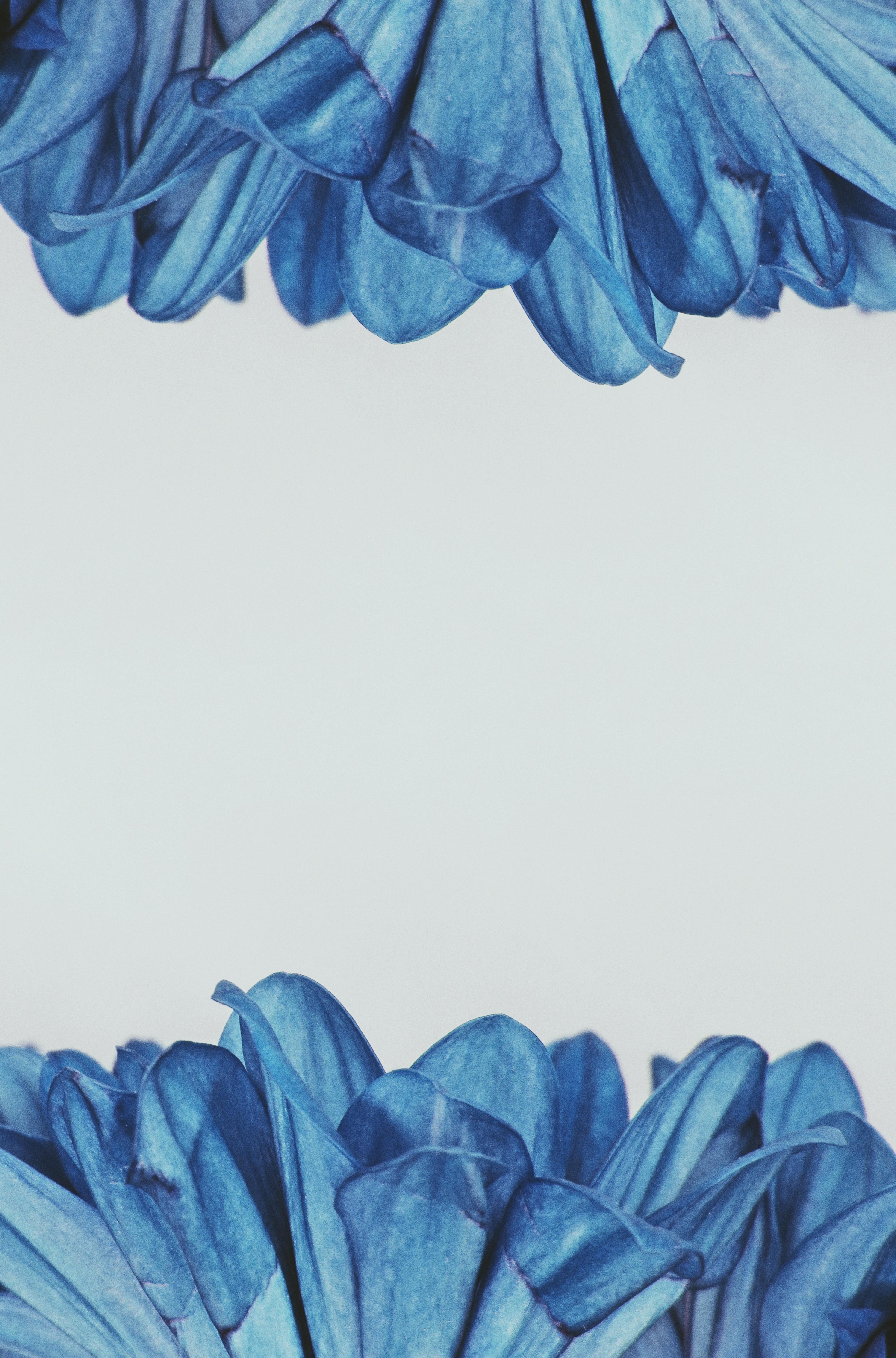 3888x5894 Blue Flowers Photo, Download Free Blue Flowers & HD Image