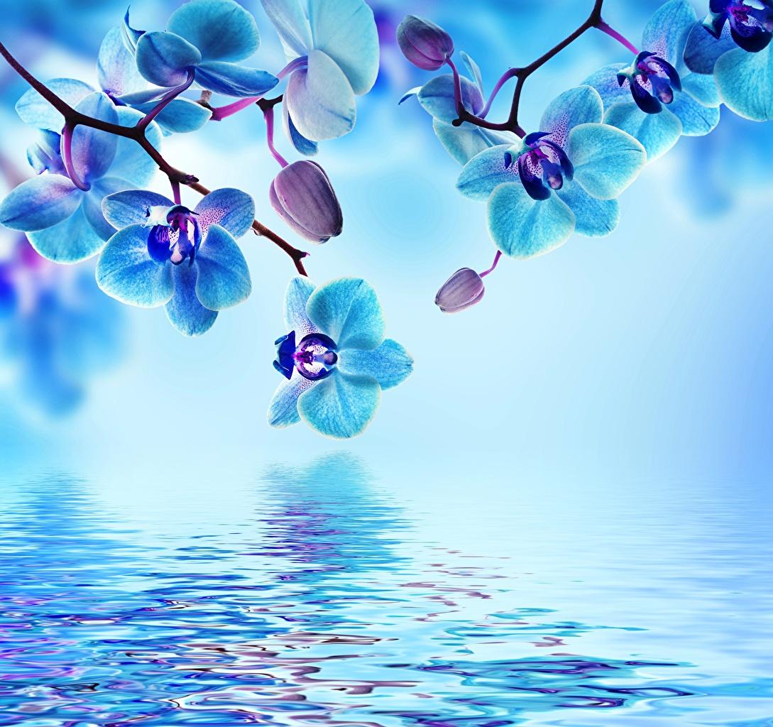 1089x1024 Light Blue Flower Background Image and Wallpaper