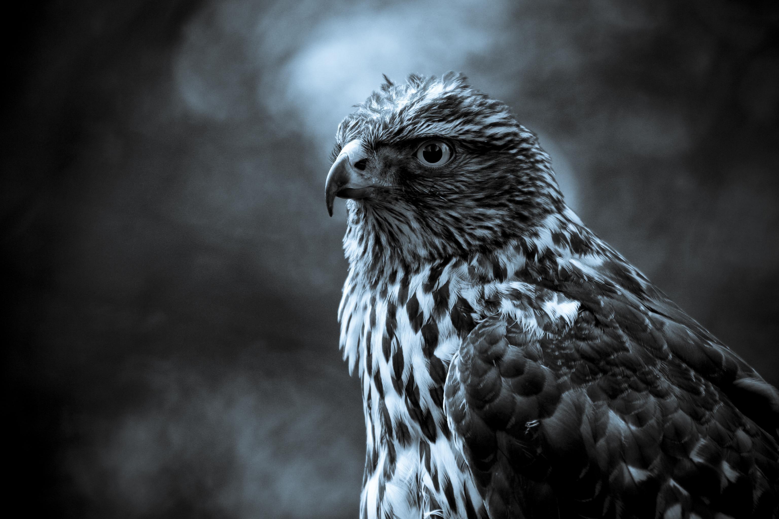 3072x2048 Falcon HD Wallpaper and Background