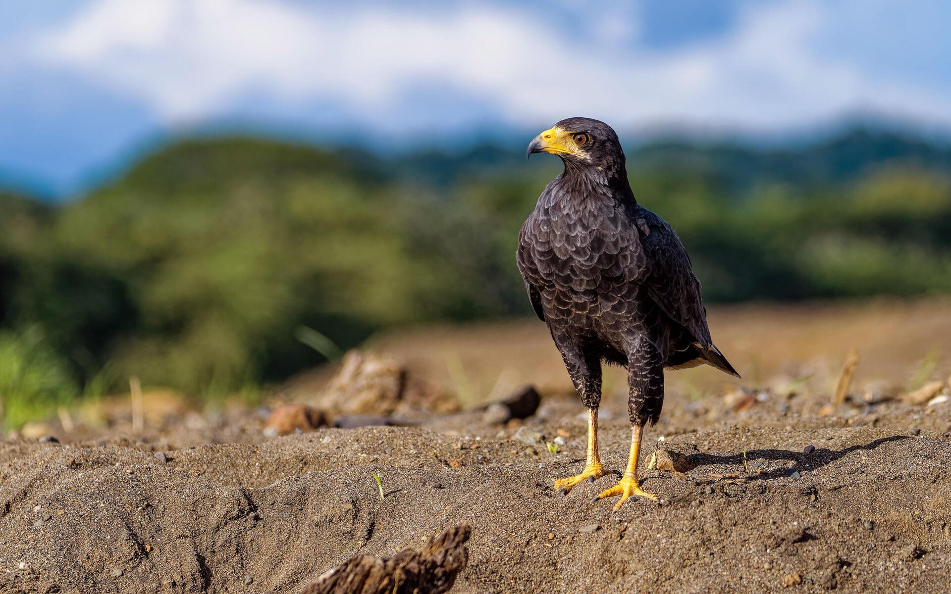 1920x1200 Common Black Hawk. Audubon Field Guide