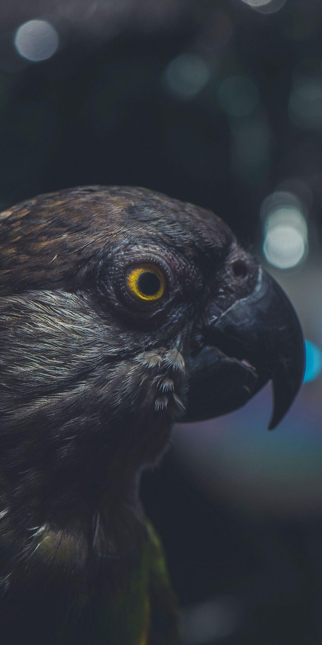 1080x2160 Parrot, bird, beak, muzzle, 1080x2160 wallpaper. Eyes wallpaper, Bird, Bird wallpaper