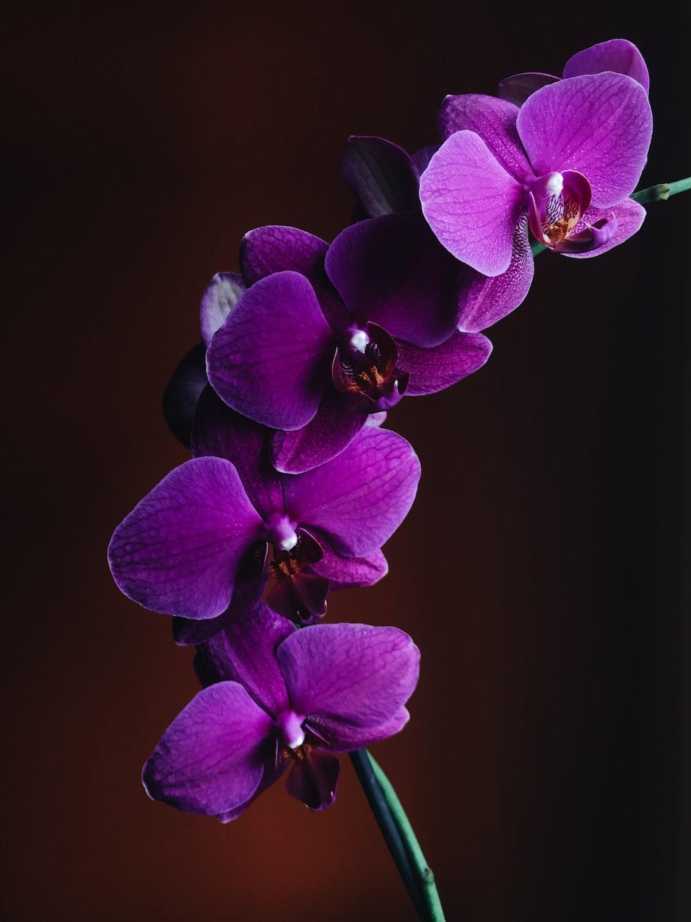 1000x1333 Purple Orchid Picture. Download Free Image