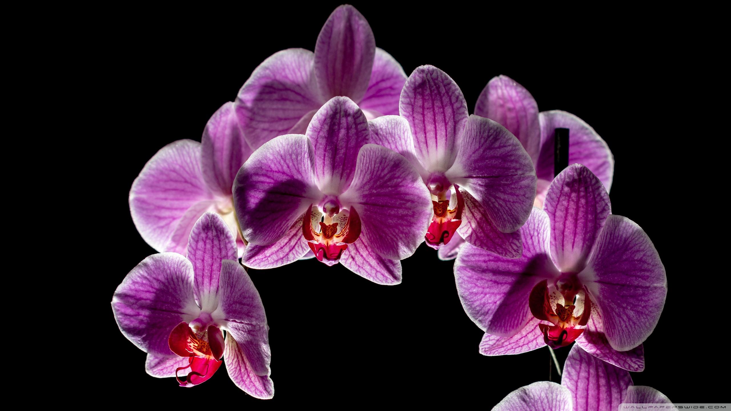2560x1440 Purple Orchid Flowers Bloom, Black Background Ultra HD Desktop Background Wallpaper for 4K UHD TV : Widescreen & UltraWide Desktop & Laptop : Tablet