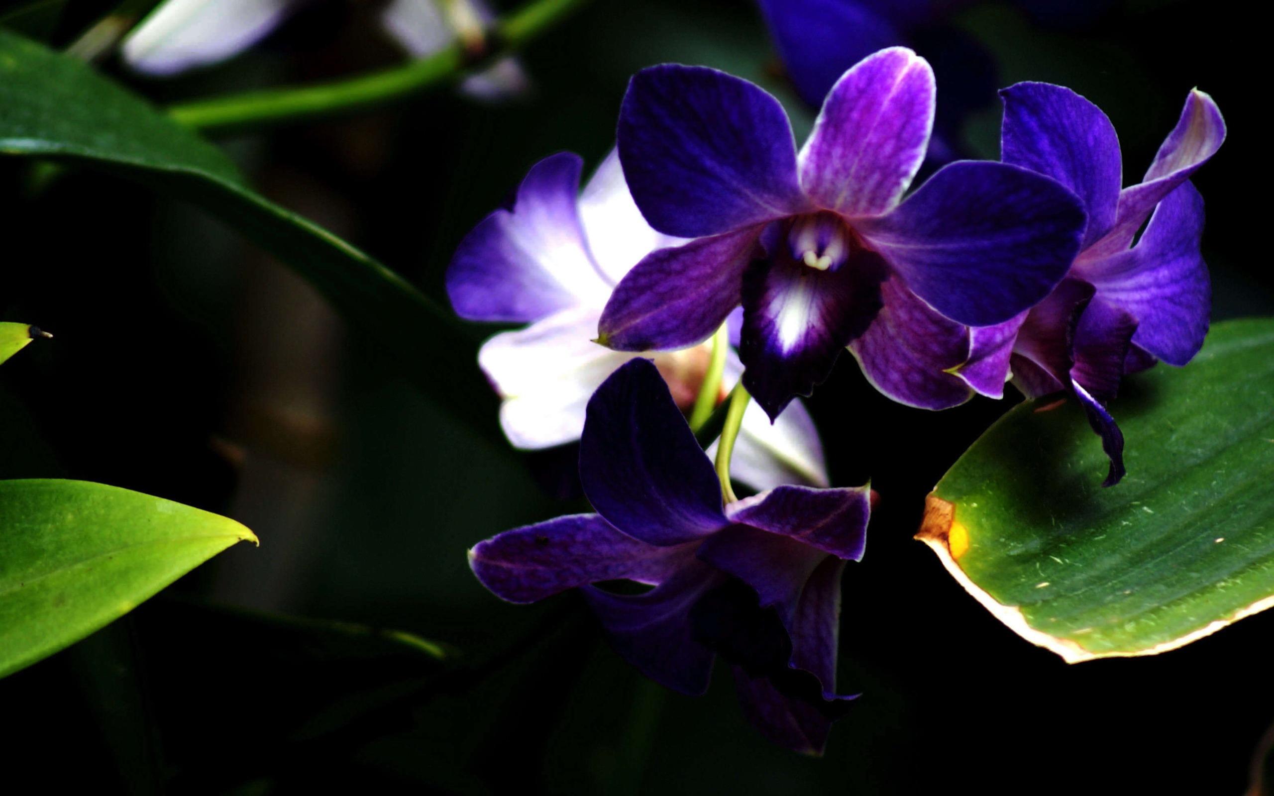 2560x1600 Purple Orchid Flower Photography Wallpaper