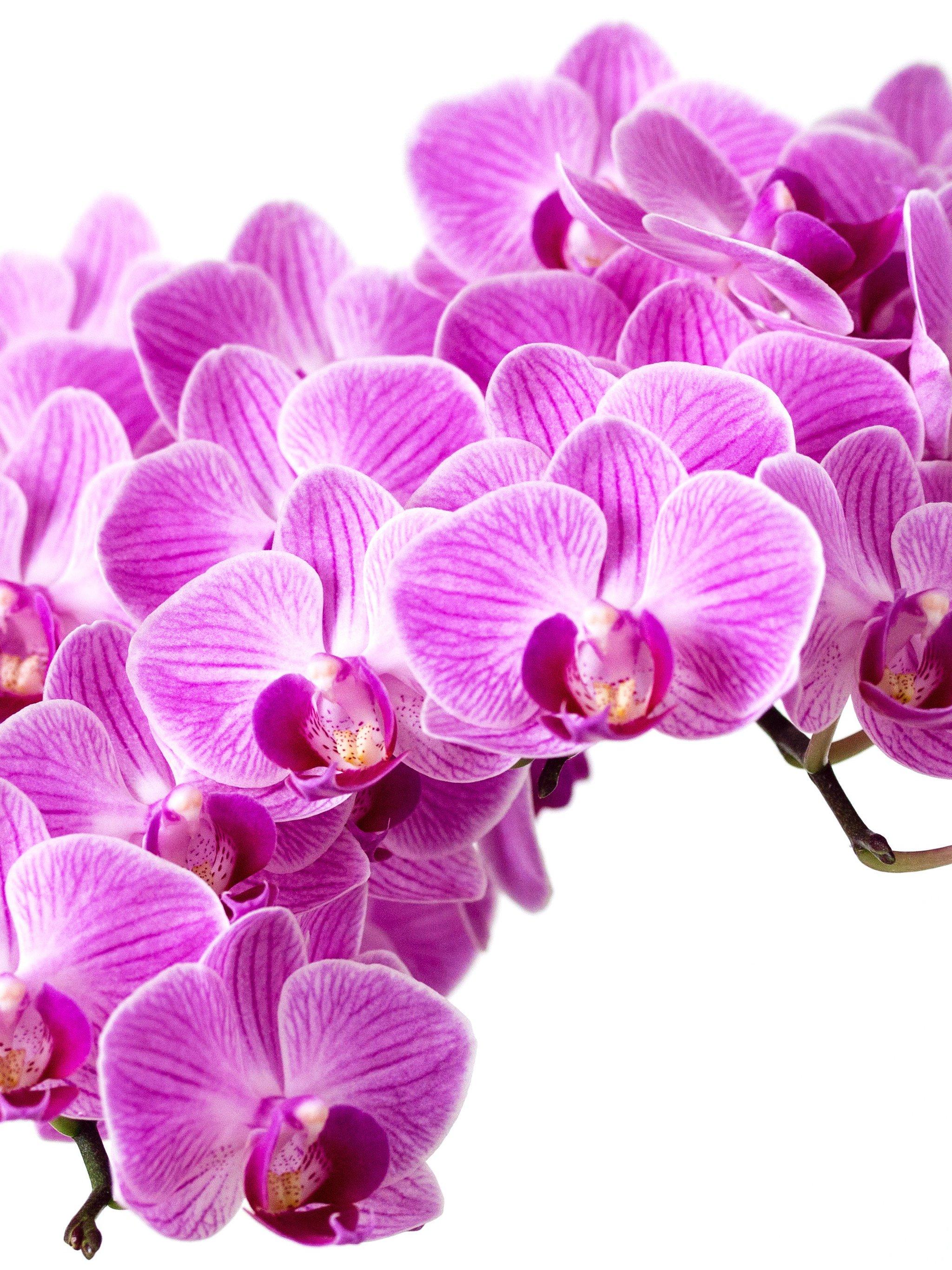 2048x2732 Purple Orchid Wallpaper, Android & Desktop Background