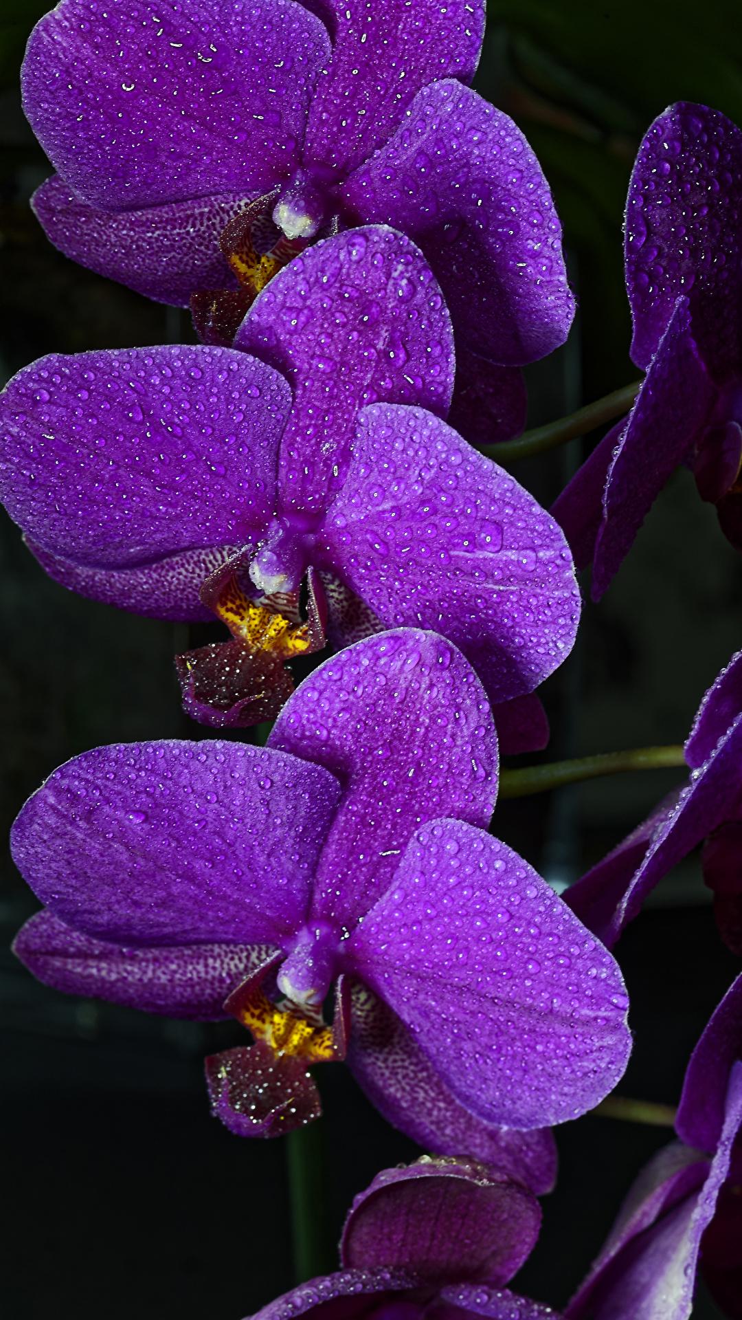 1080x1920 Photos Orchid Violet Flowers Closeup Black background 1080x1920