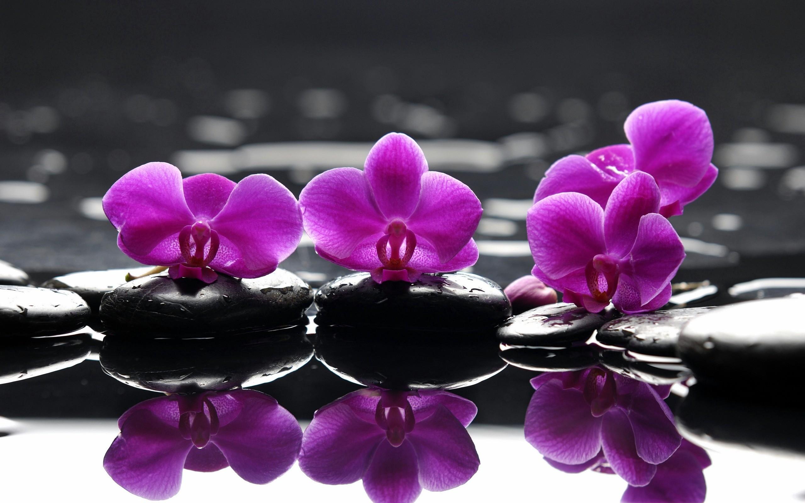 2560x1600 Purple Orchids
